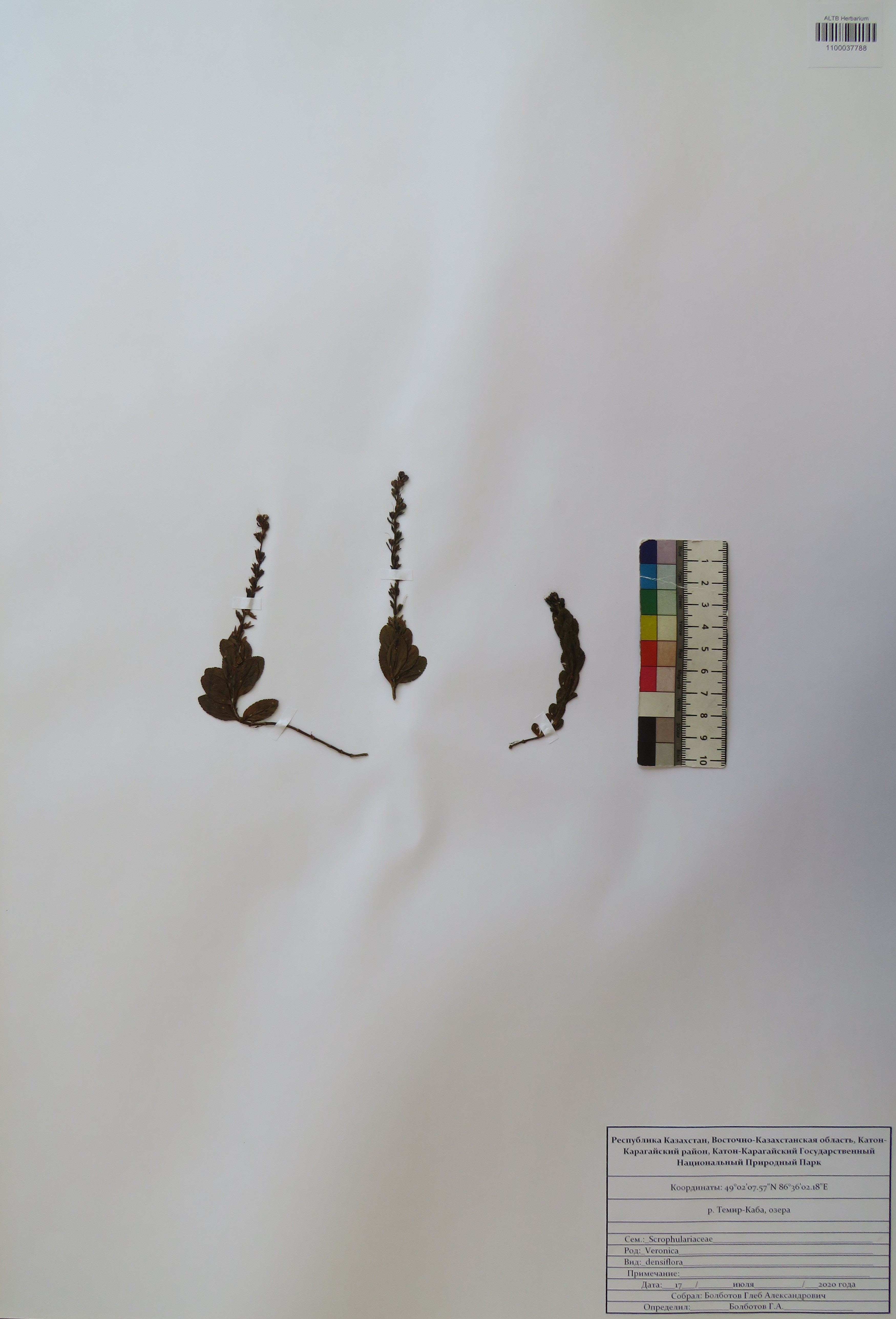 Veronica densiflora Ledeb.
