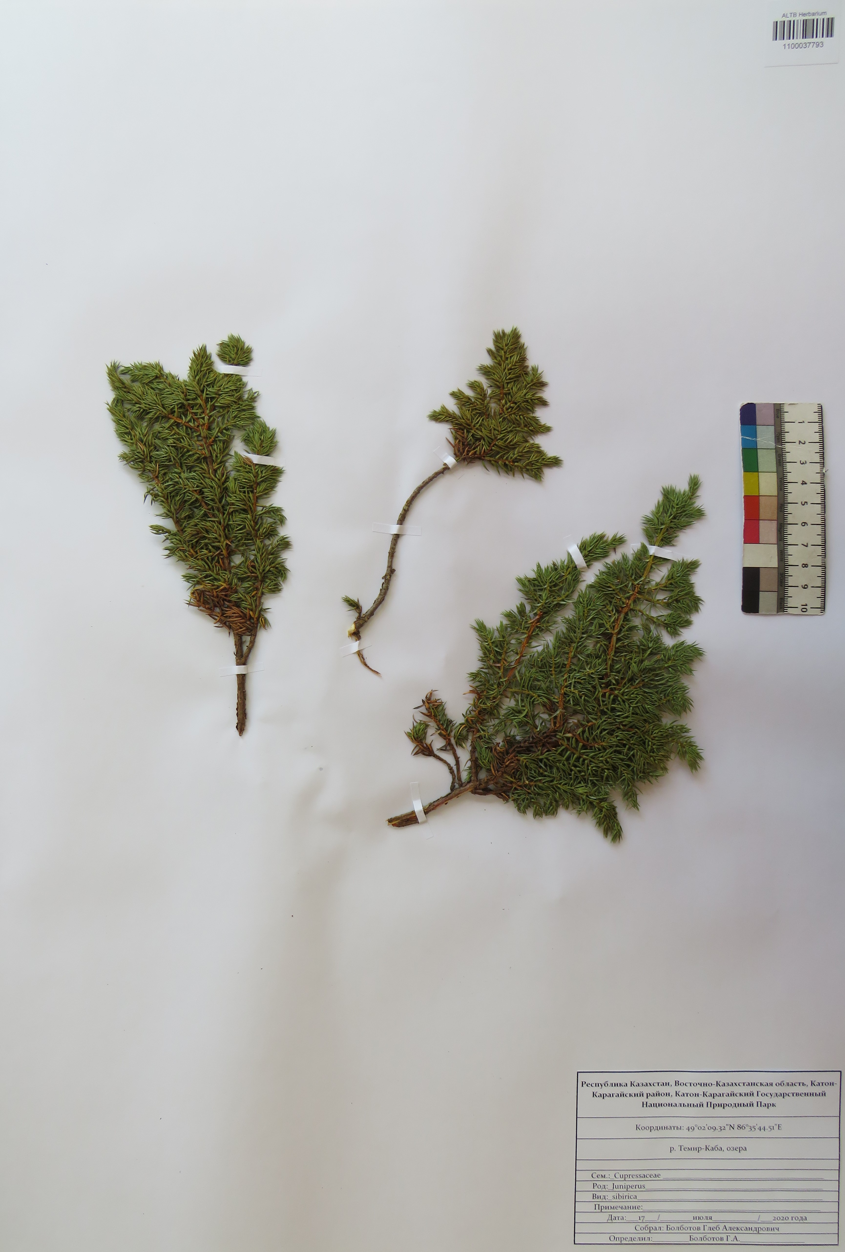 Juniperus sibirica Burgsd.