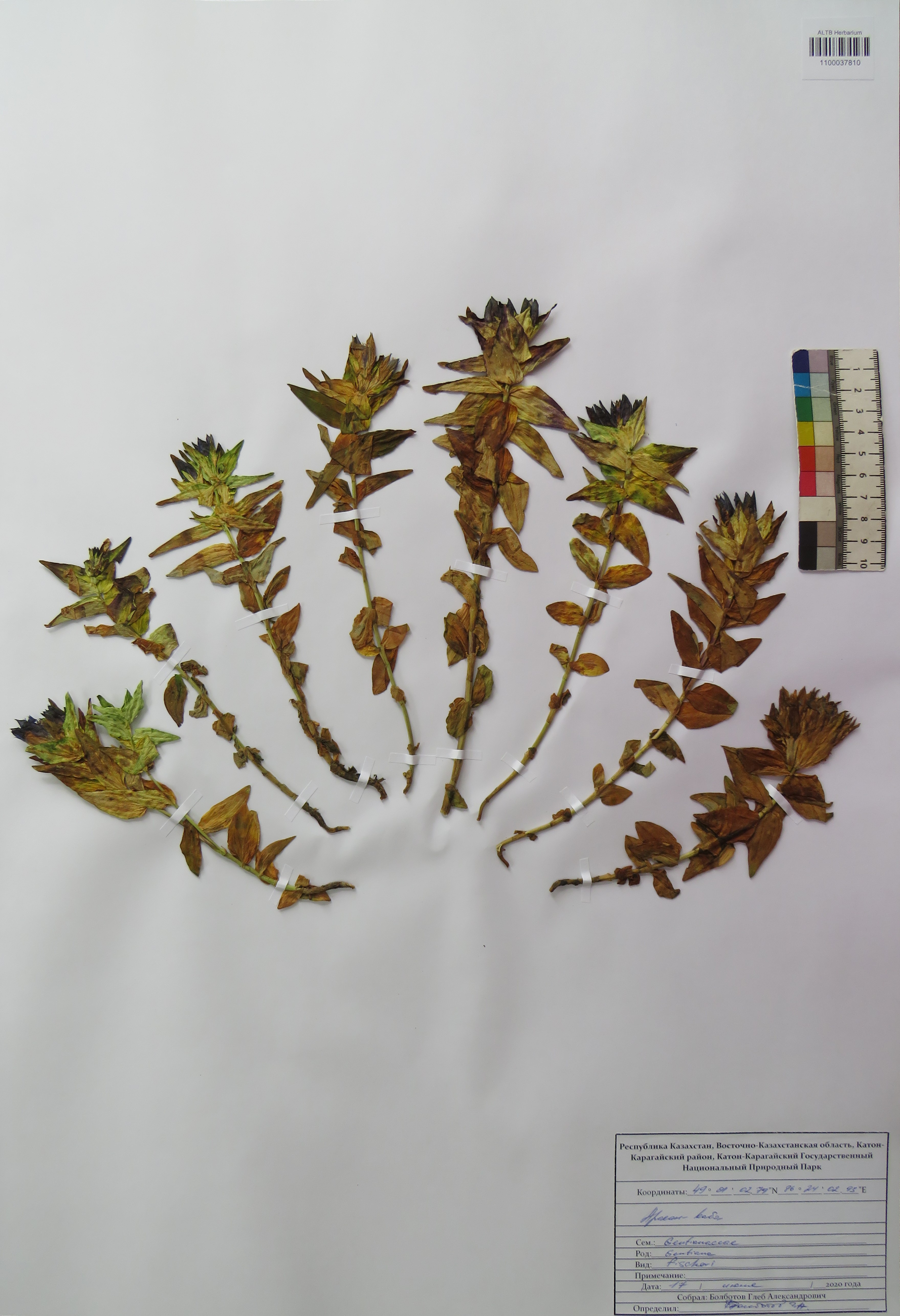 Gentiana fischeri P.A.Smirn.