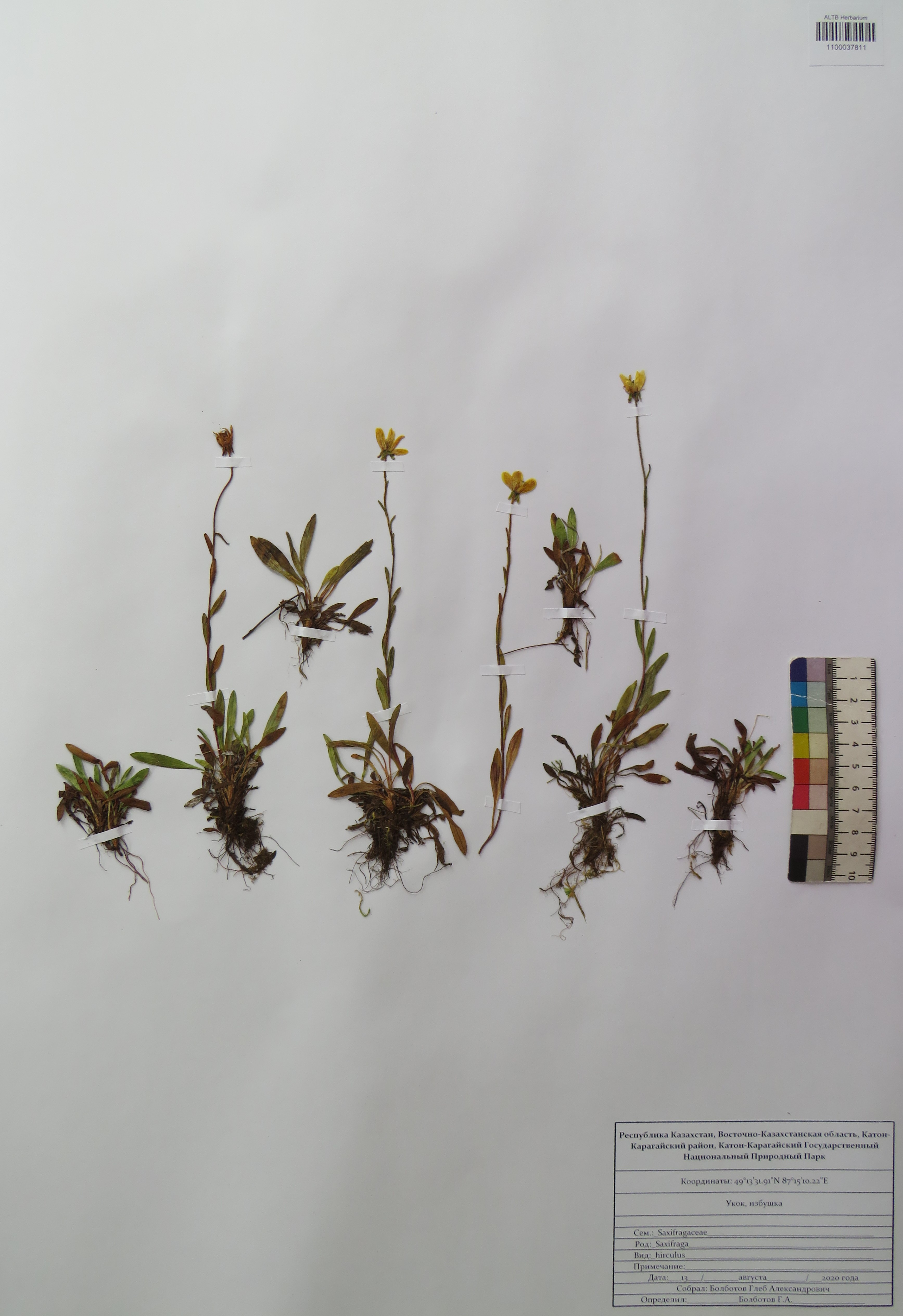 Saxifraga hirculus L.
