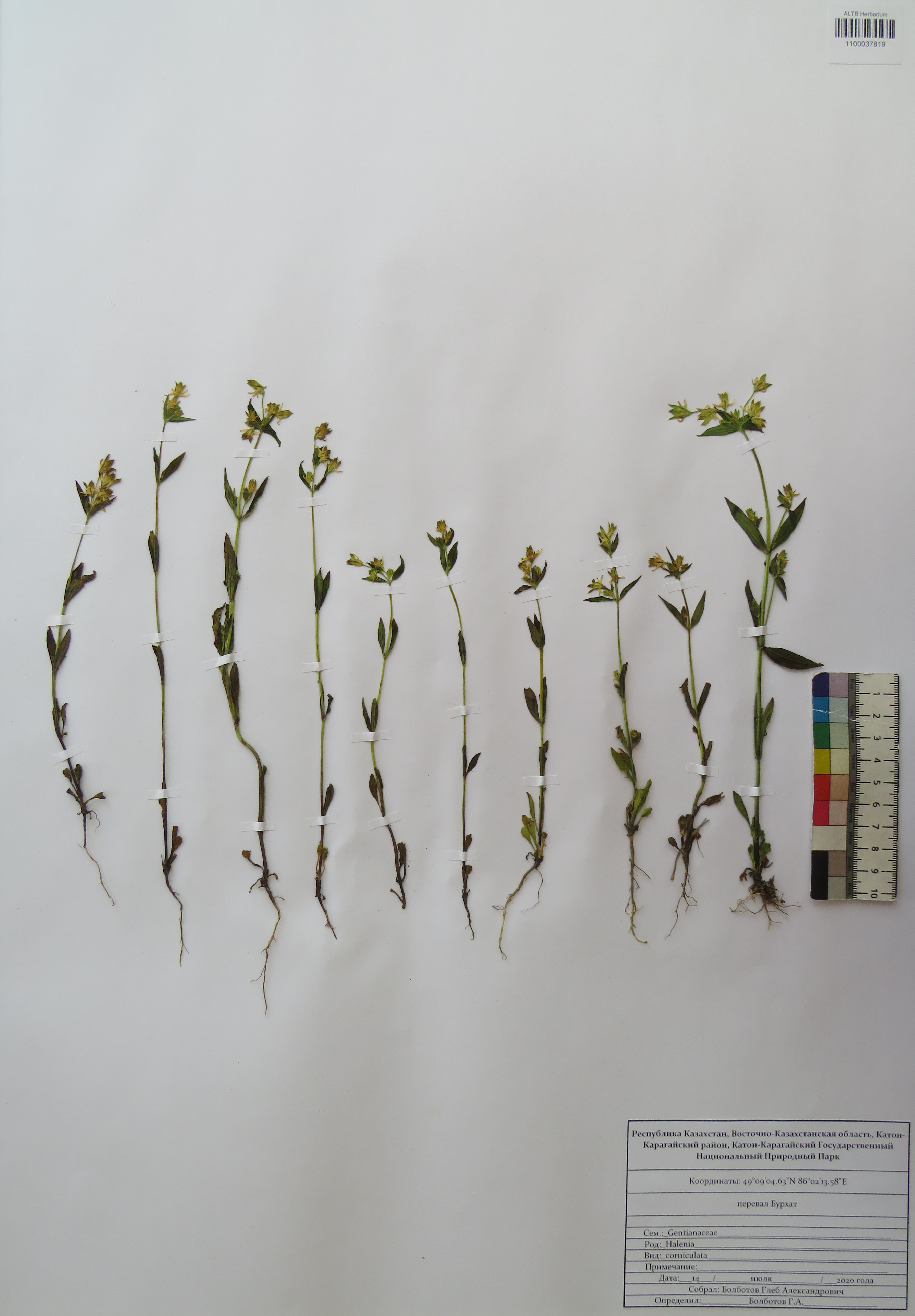 Halenia corniculata (L.) Cornaz