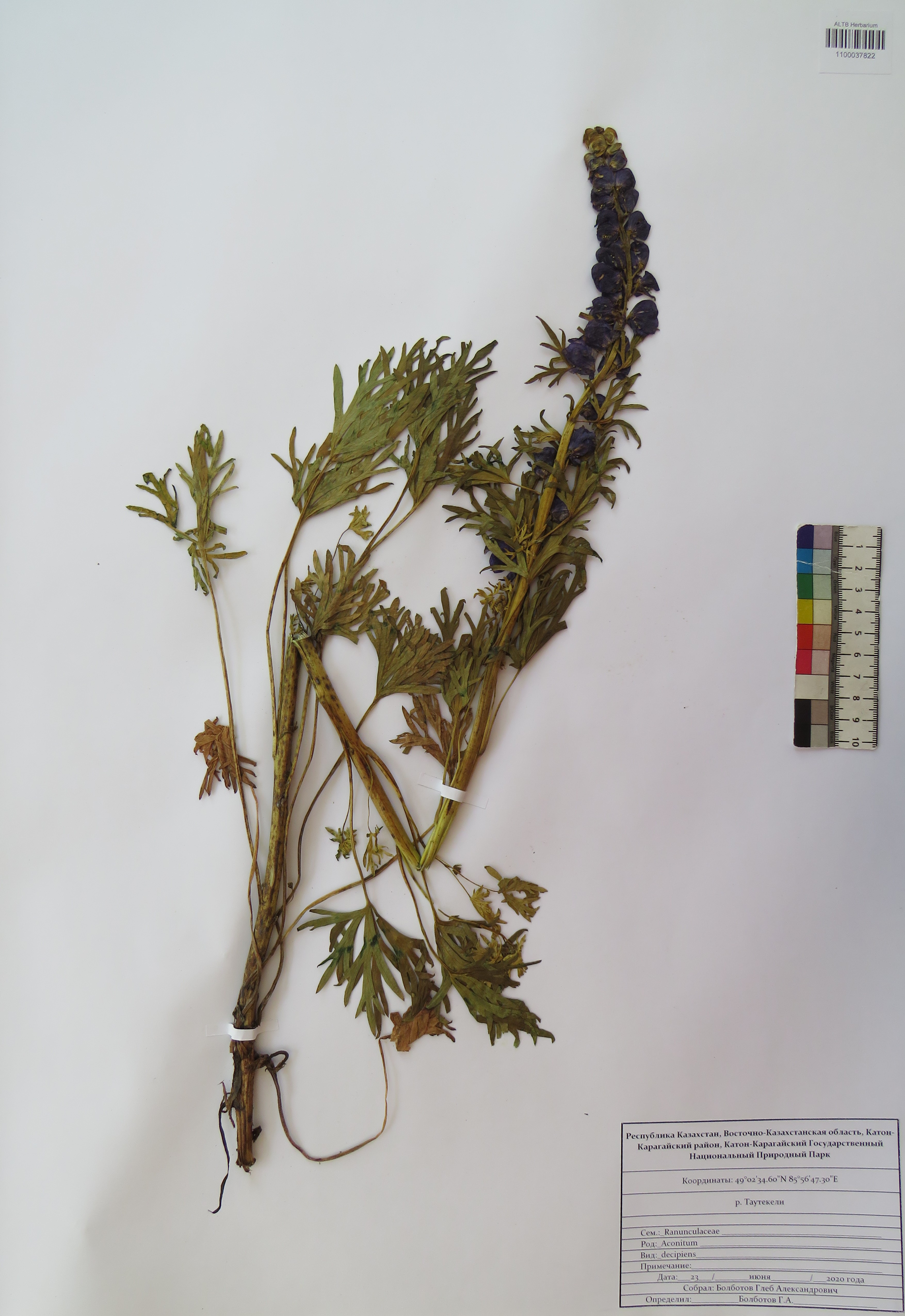 Aconitum decipiens Vorosch. & Anfalov