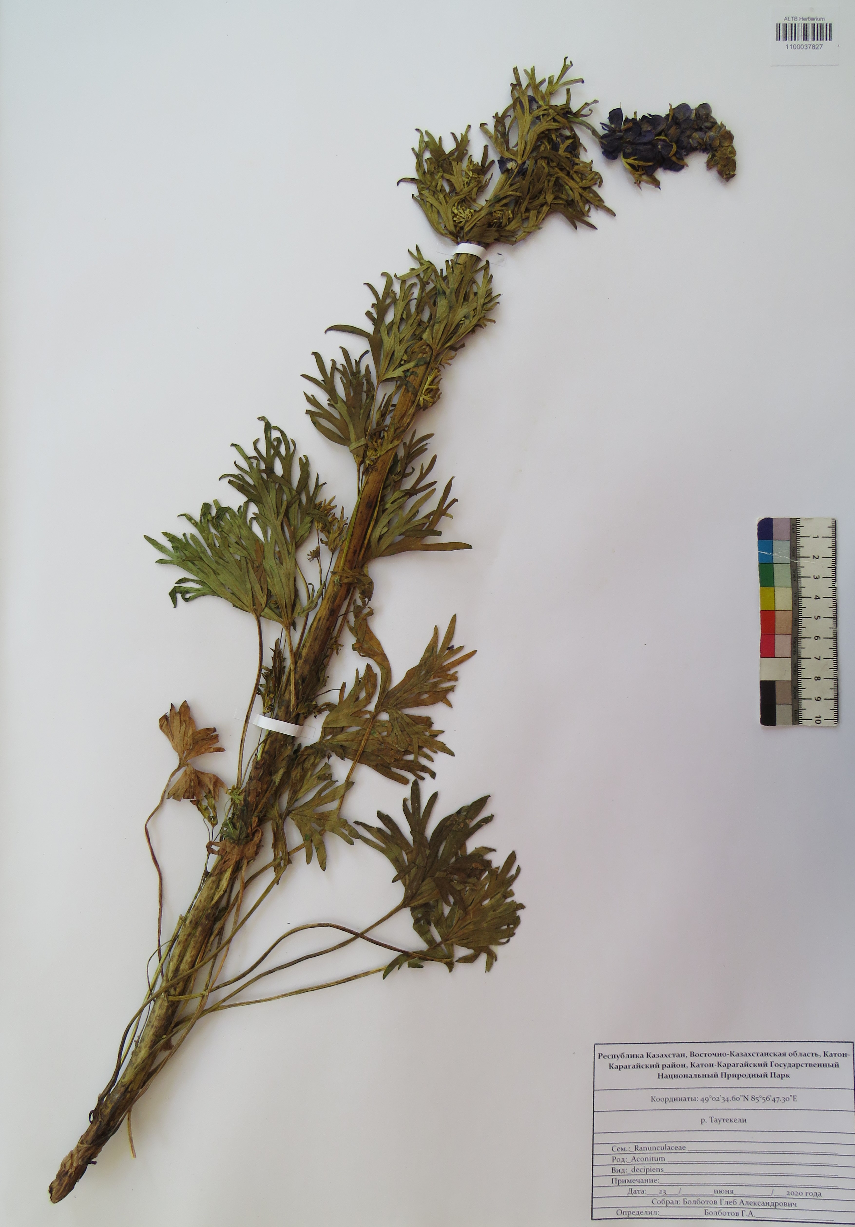 Aconitum decipiens Vorosch. & Anfalov
