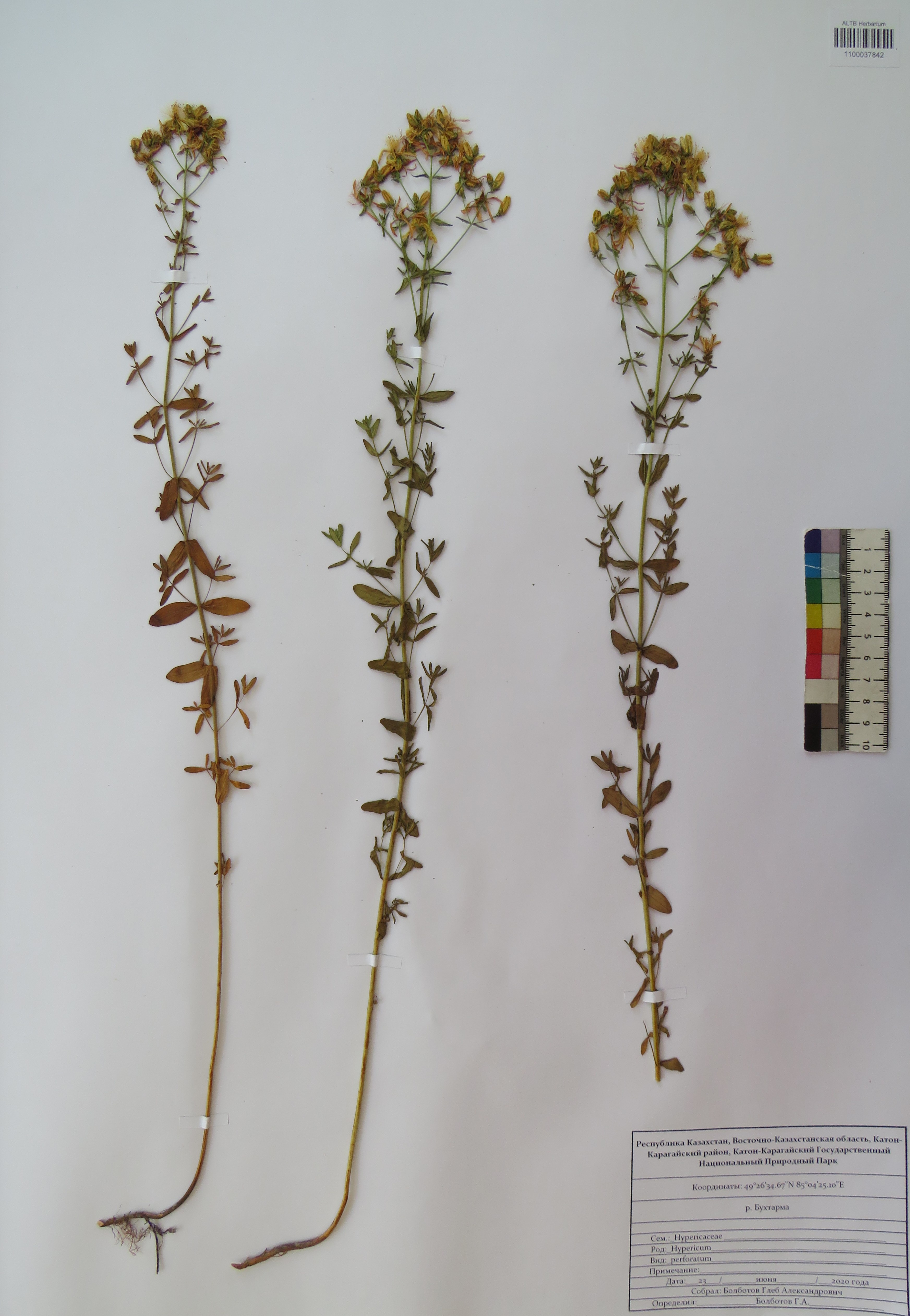 Hypericum perforatum L.
