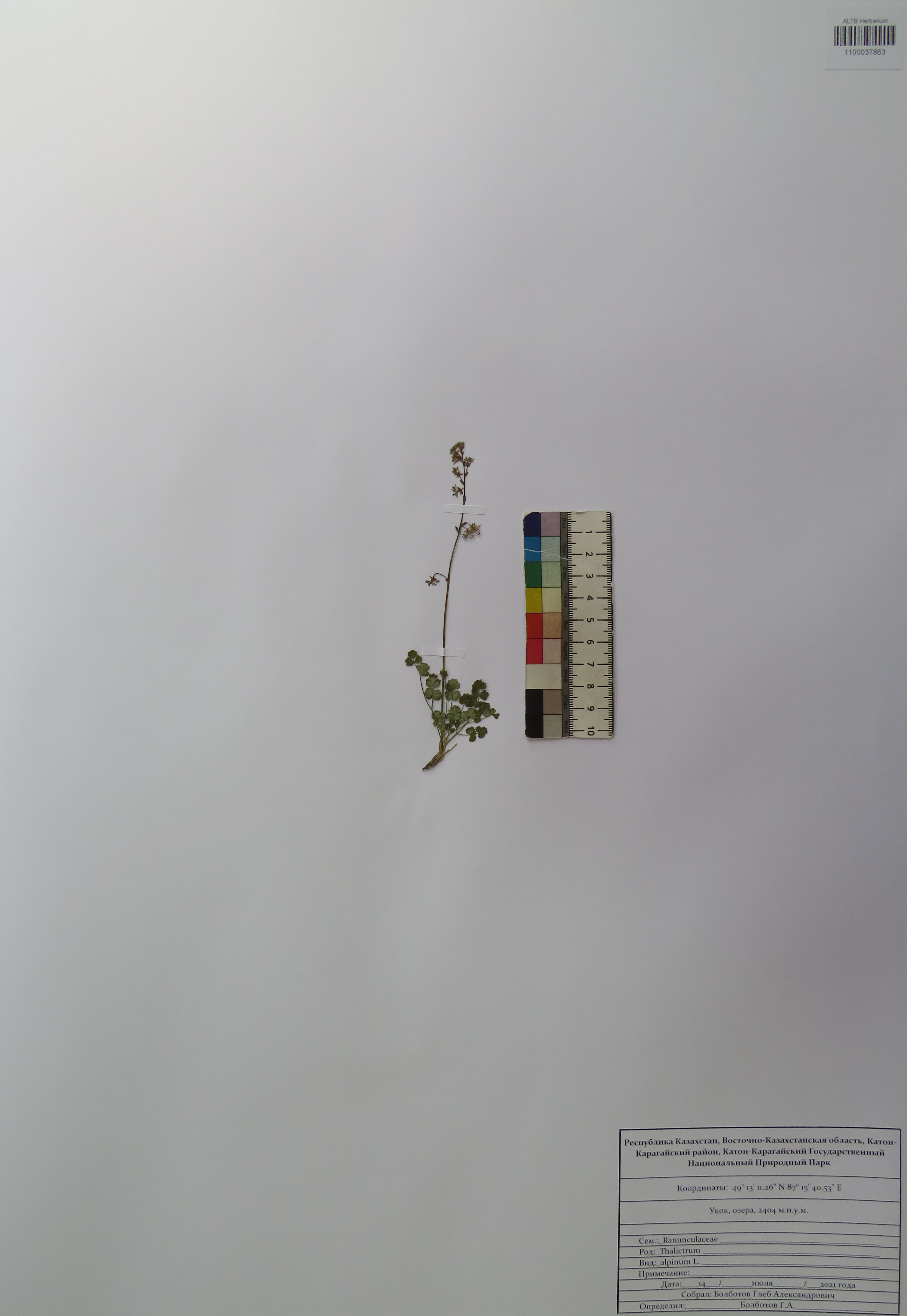 Thalictrum alpinum L.