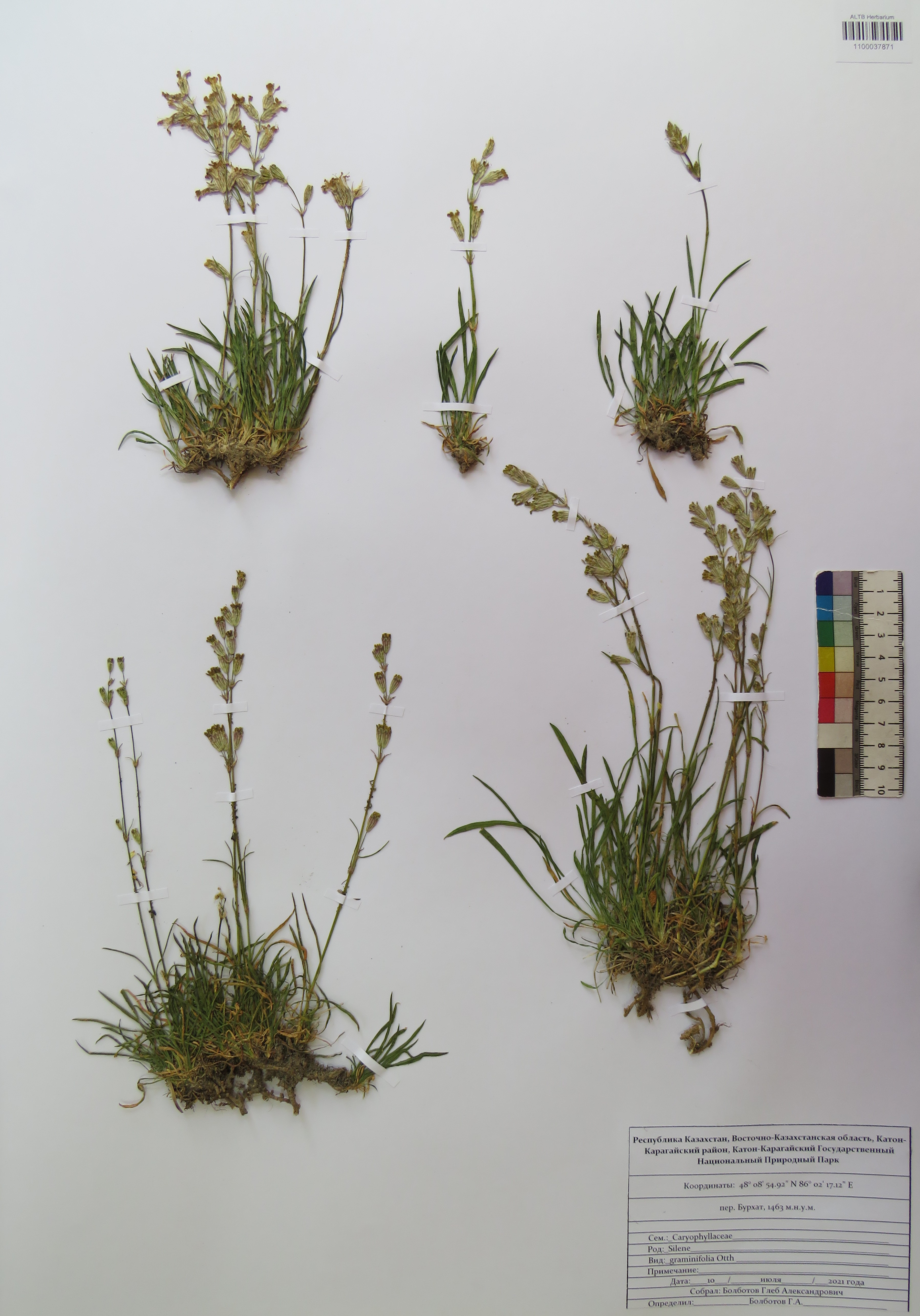 Silene graminifolia Otth