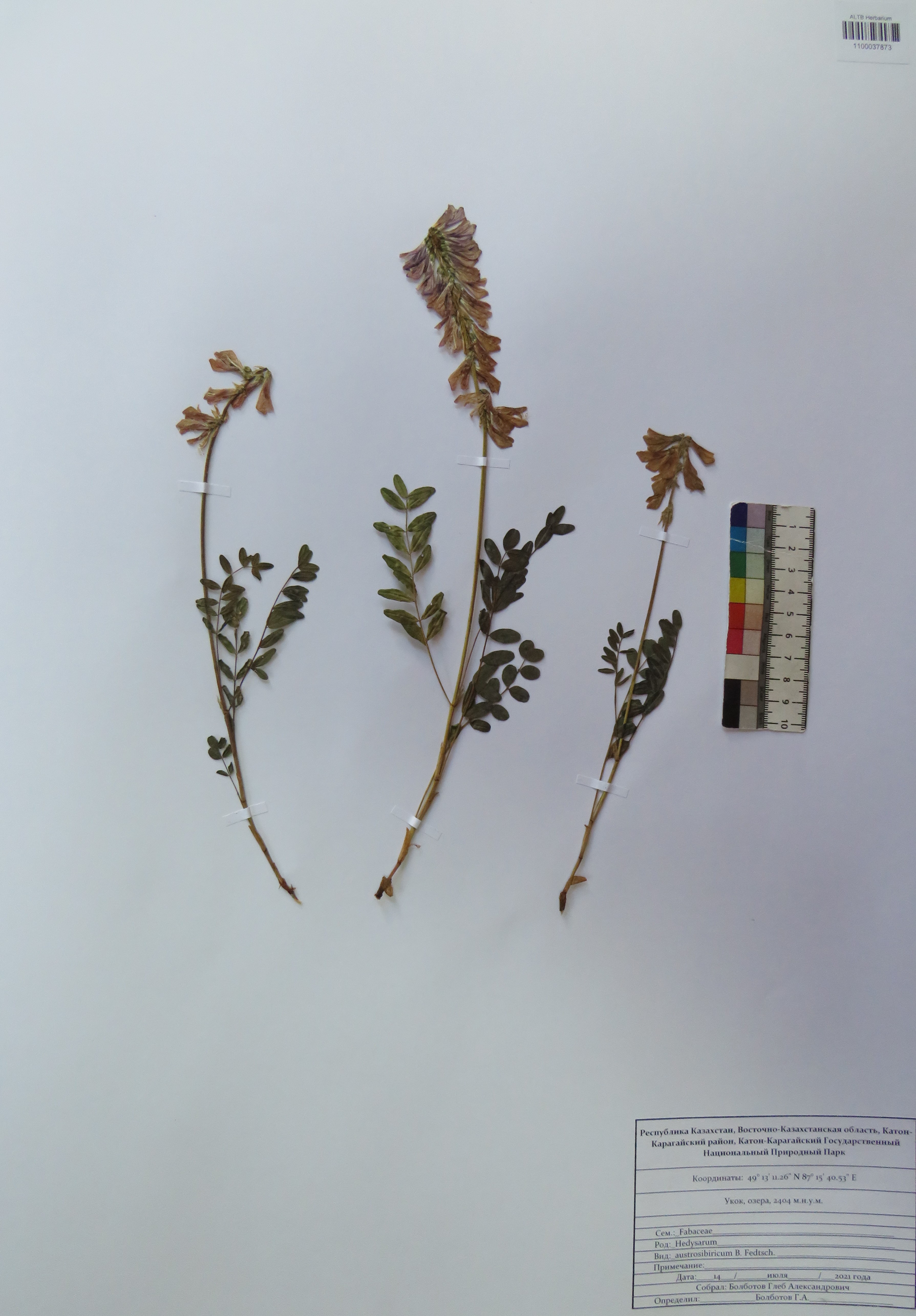 Hedysarum austrosibiricum B.Fedtsch.