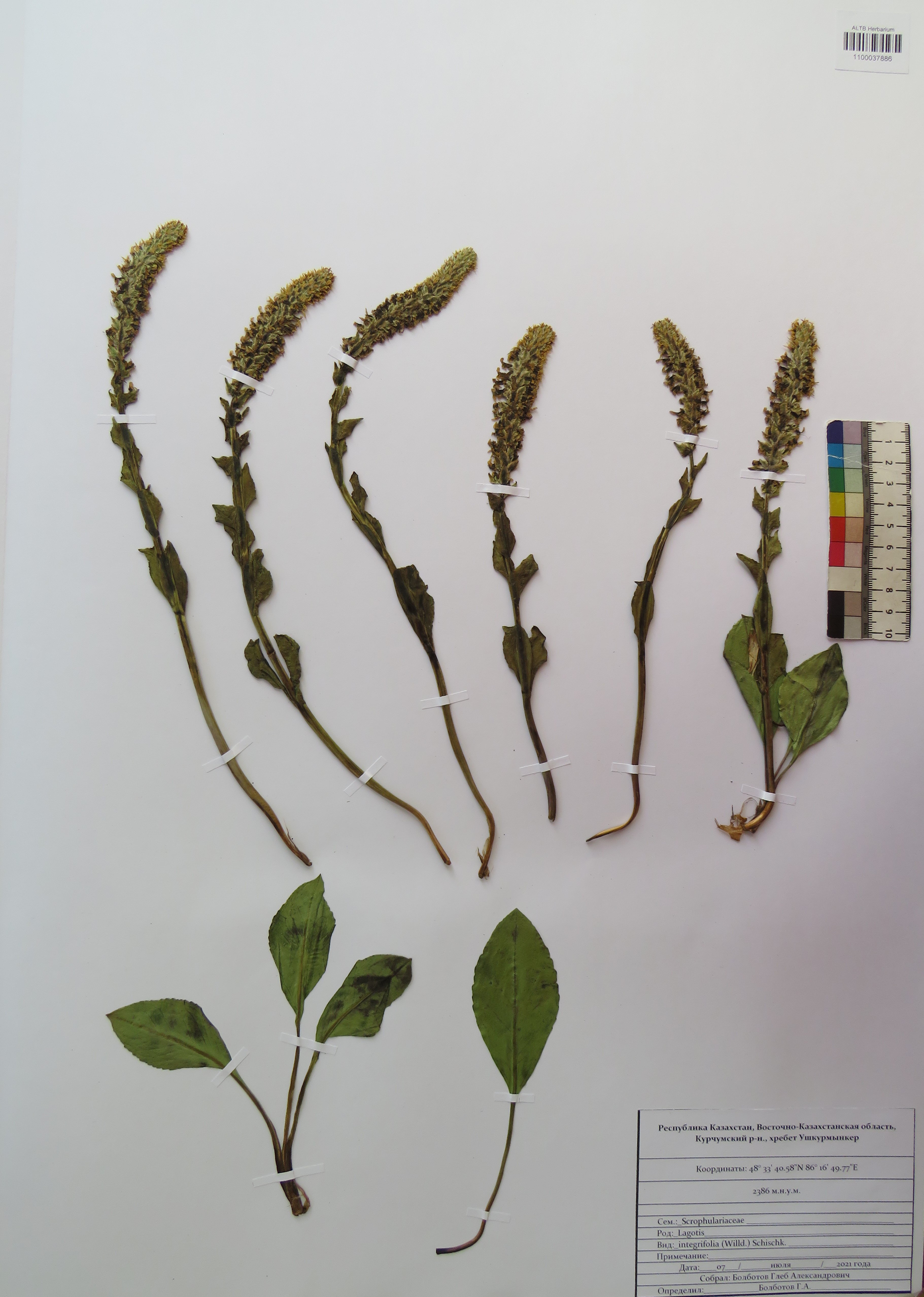 Lagotis integrifolia (Willd.) Schischk.