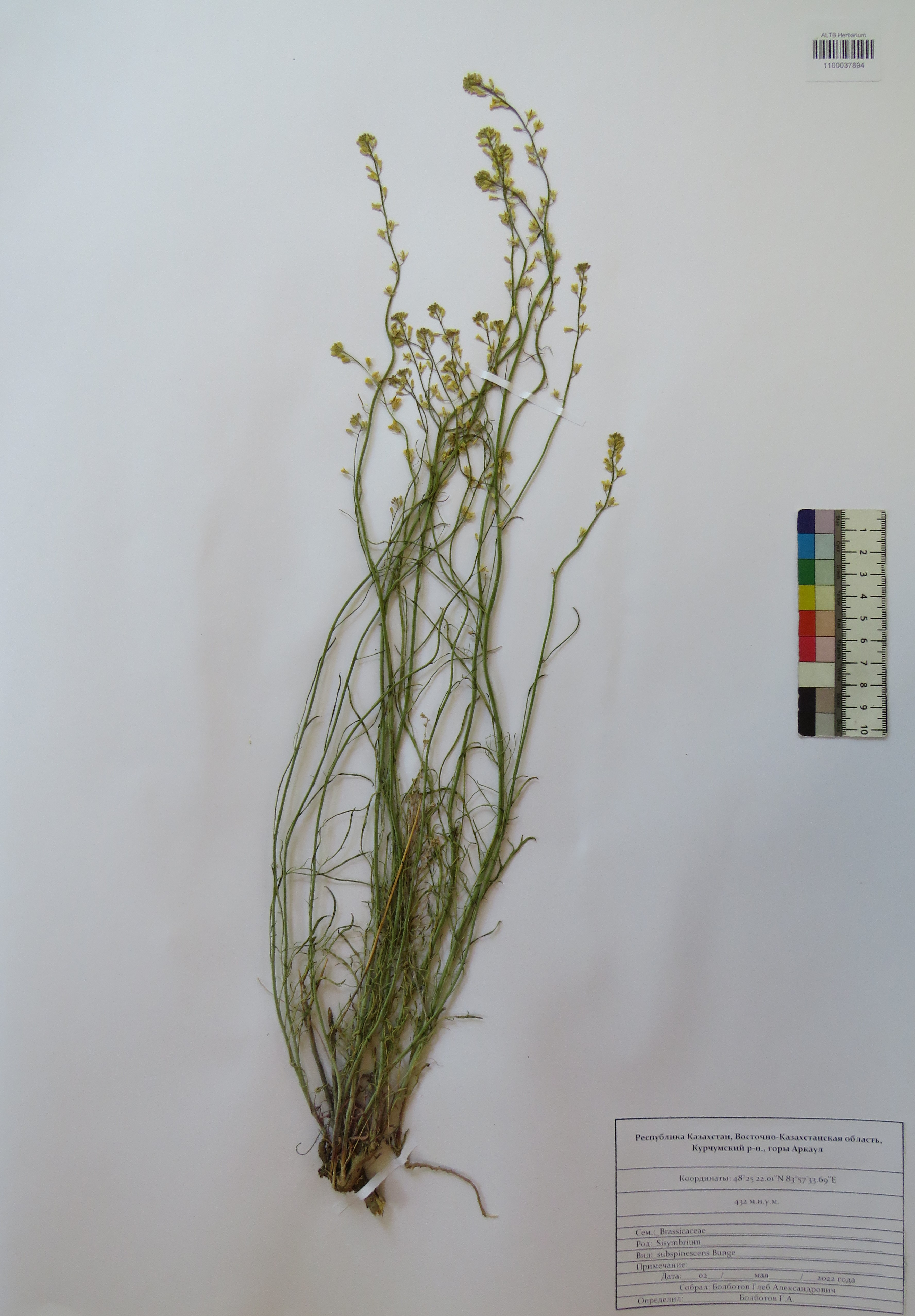 Sisymbrium subspinescens Bunge