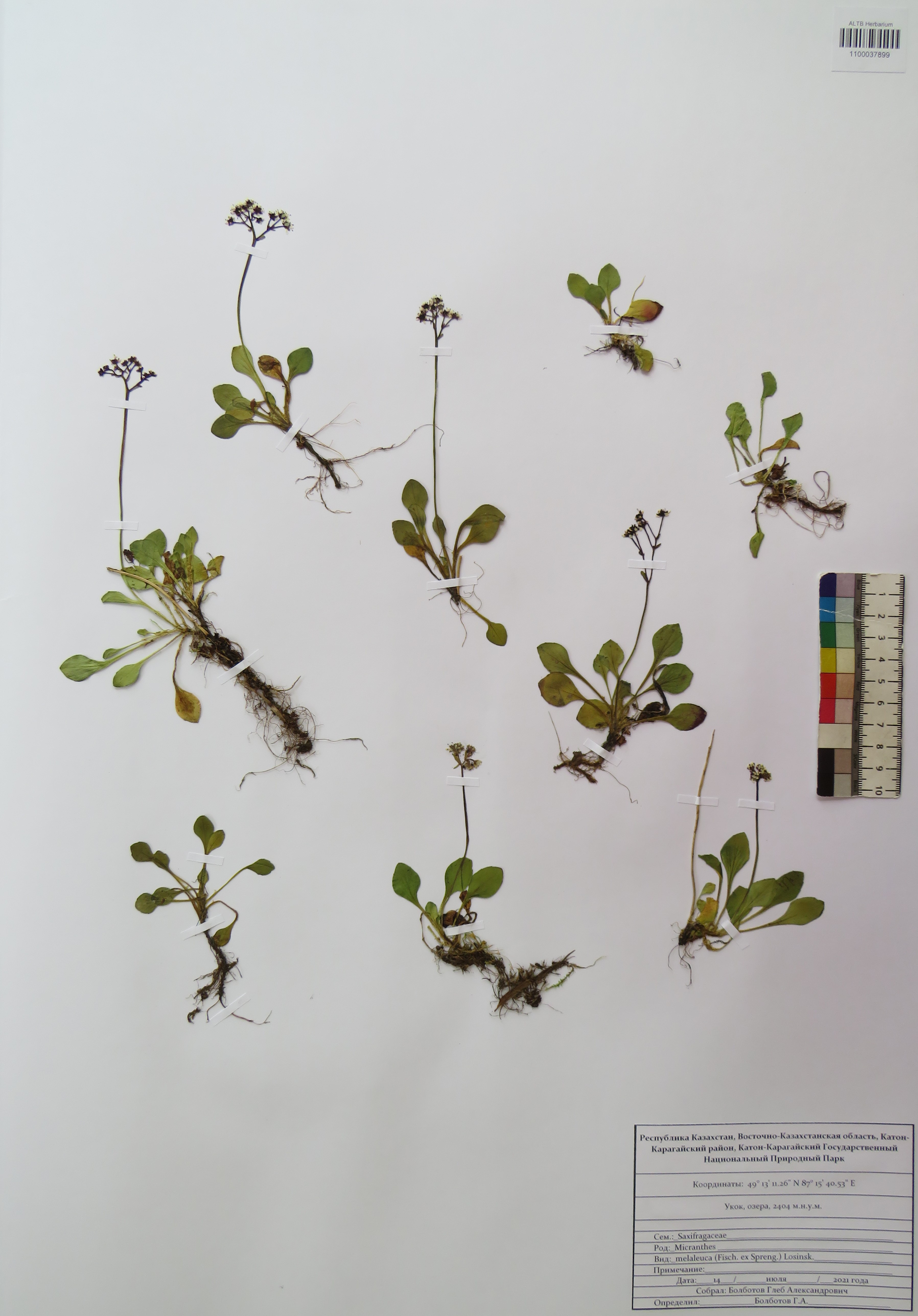 Micranthes melaleuca Losinsk.