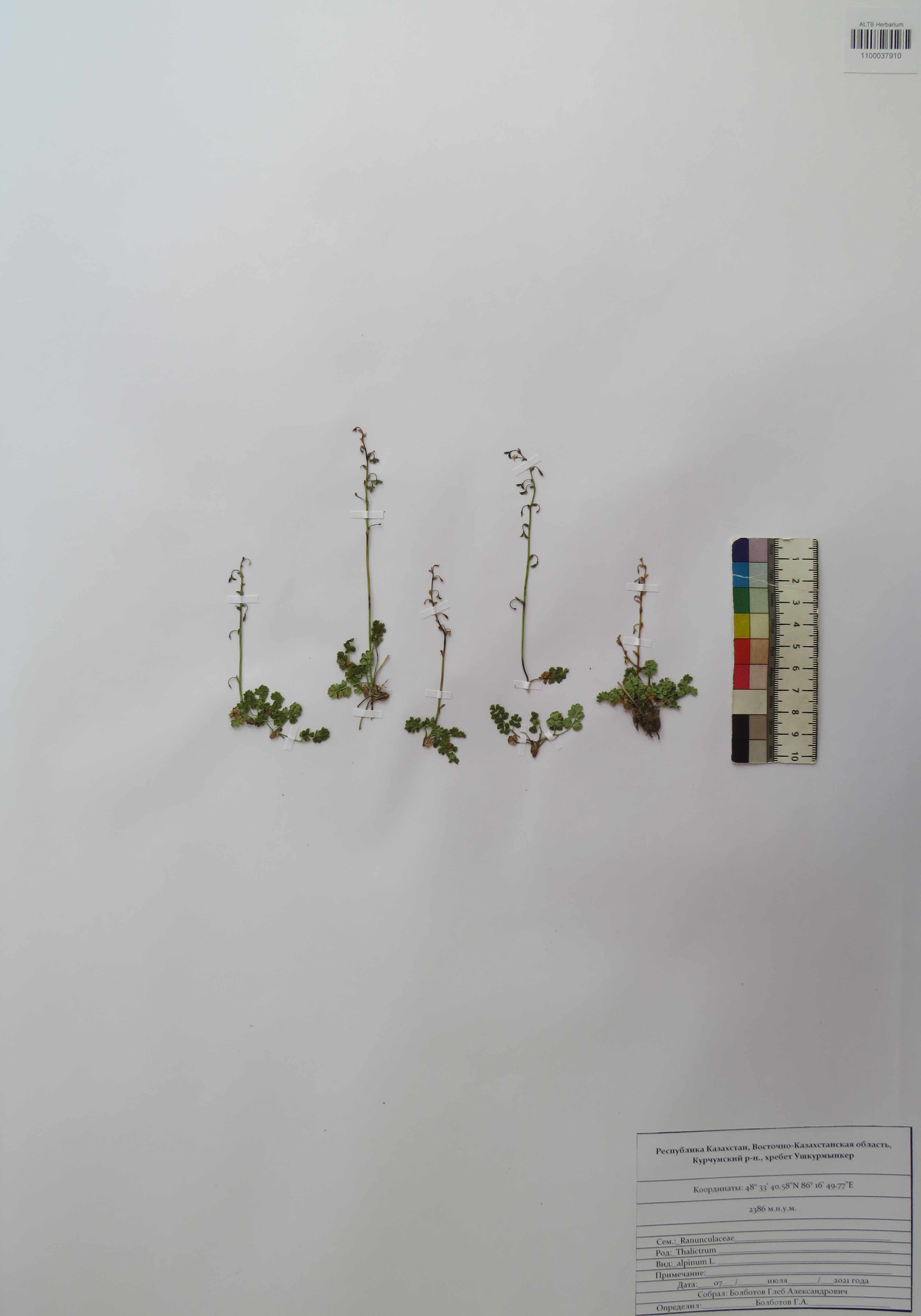 Thalictrum alpinum L.