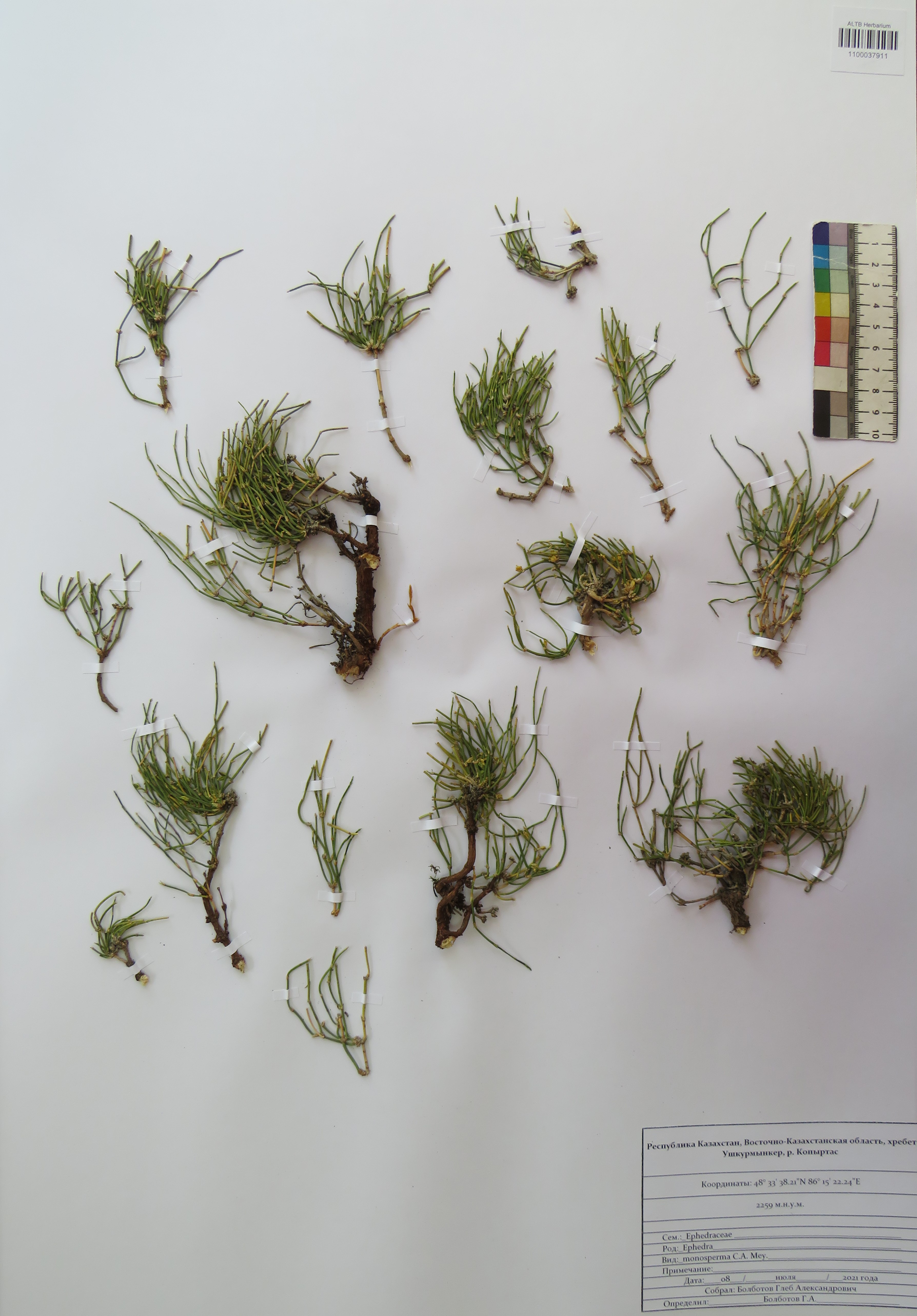 Ephedra monosperma J.G.Gmel. ex C.A.Mey.