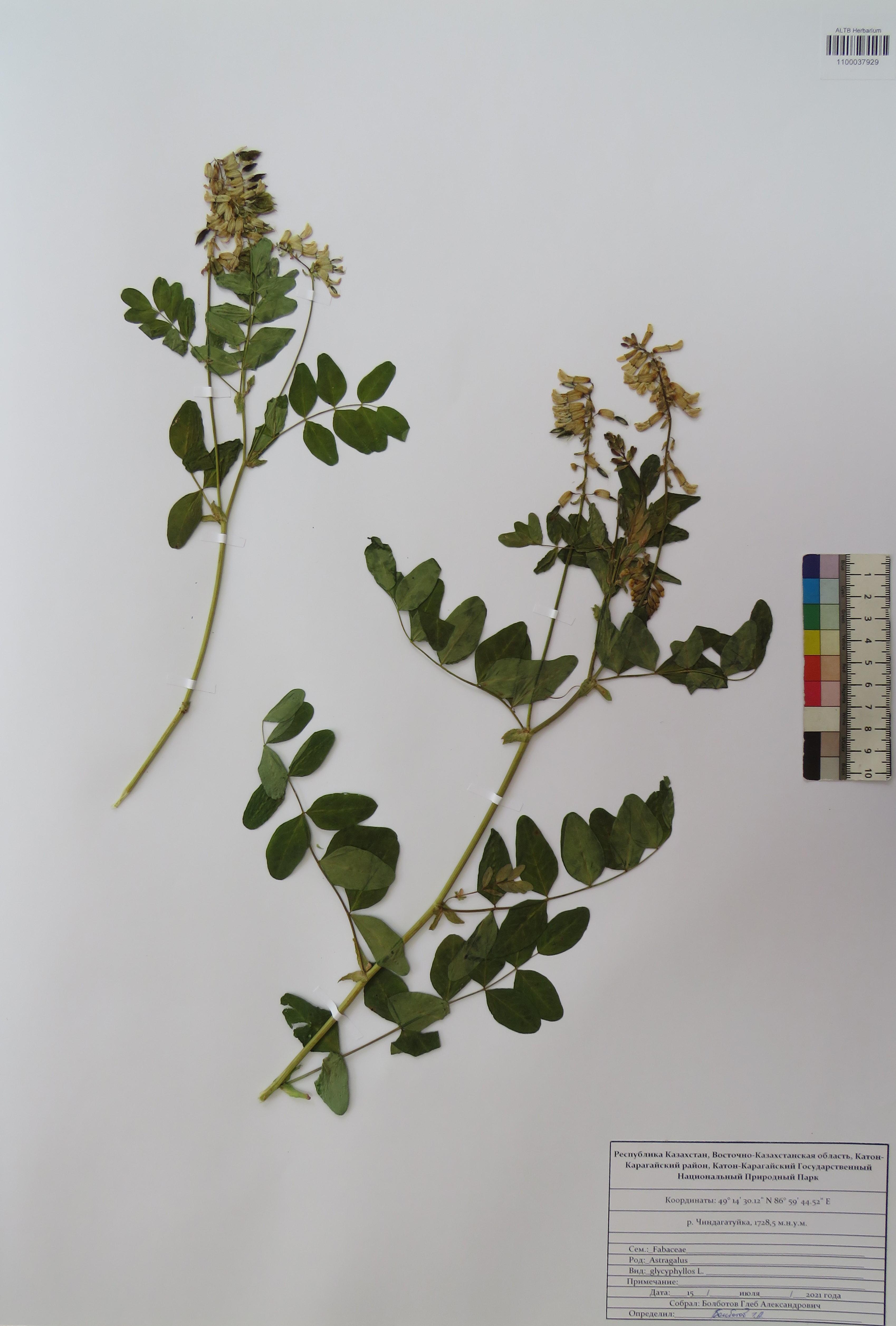 Astragalus glycyphyllos L.