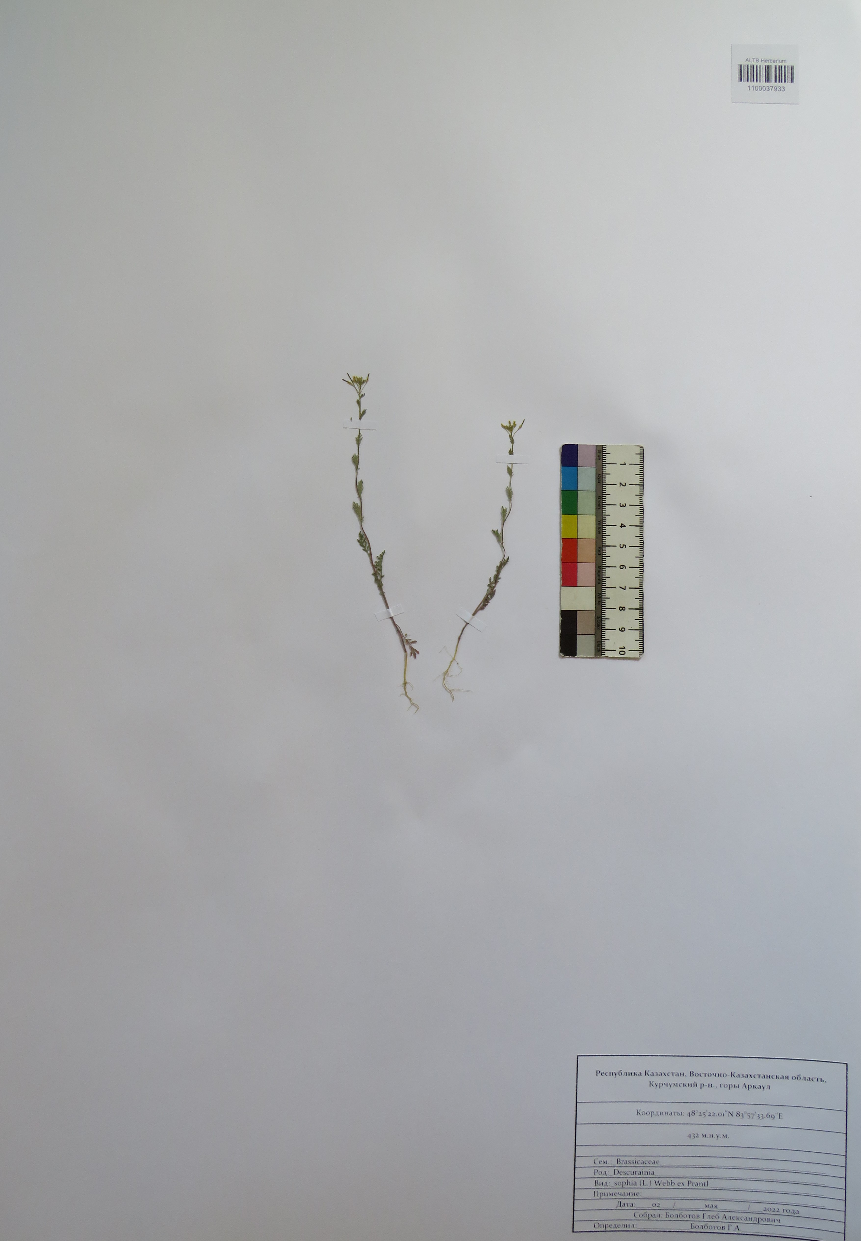 Descurainia sophia (L.) Webb ex Prantl