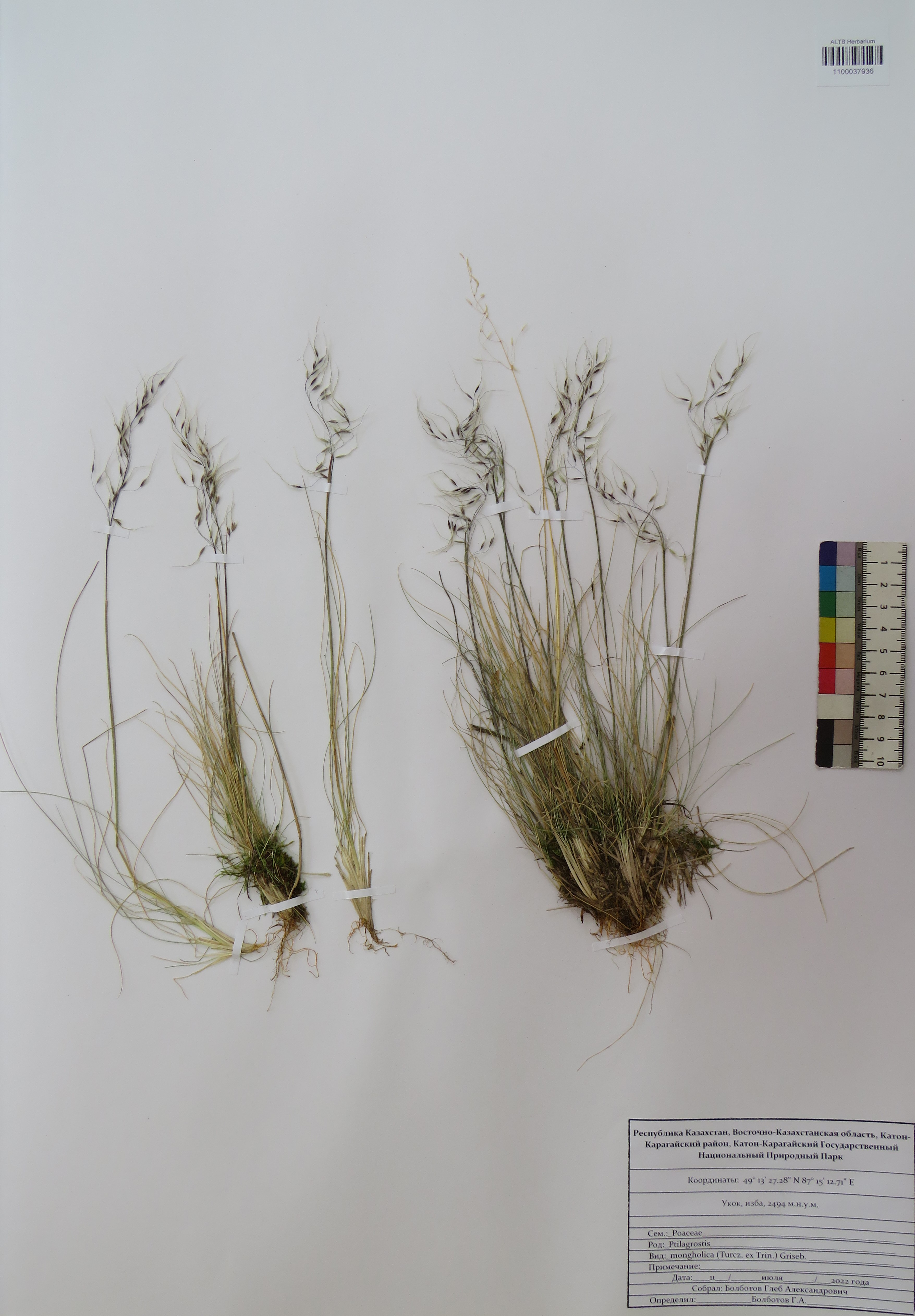 Ptilagrostis mongholica (Turcz. ex Trin.) Griseb.