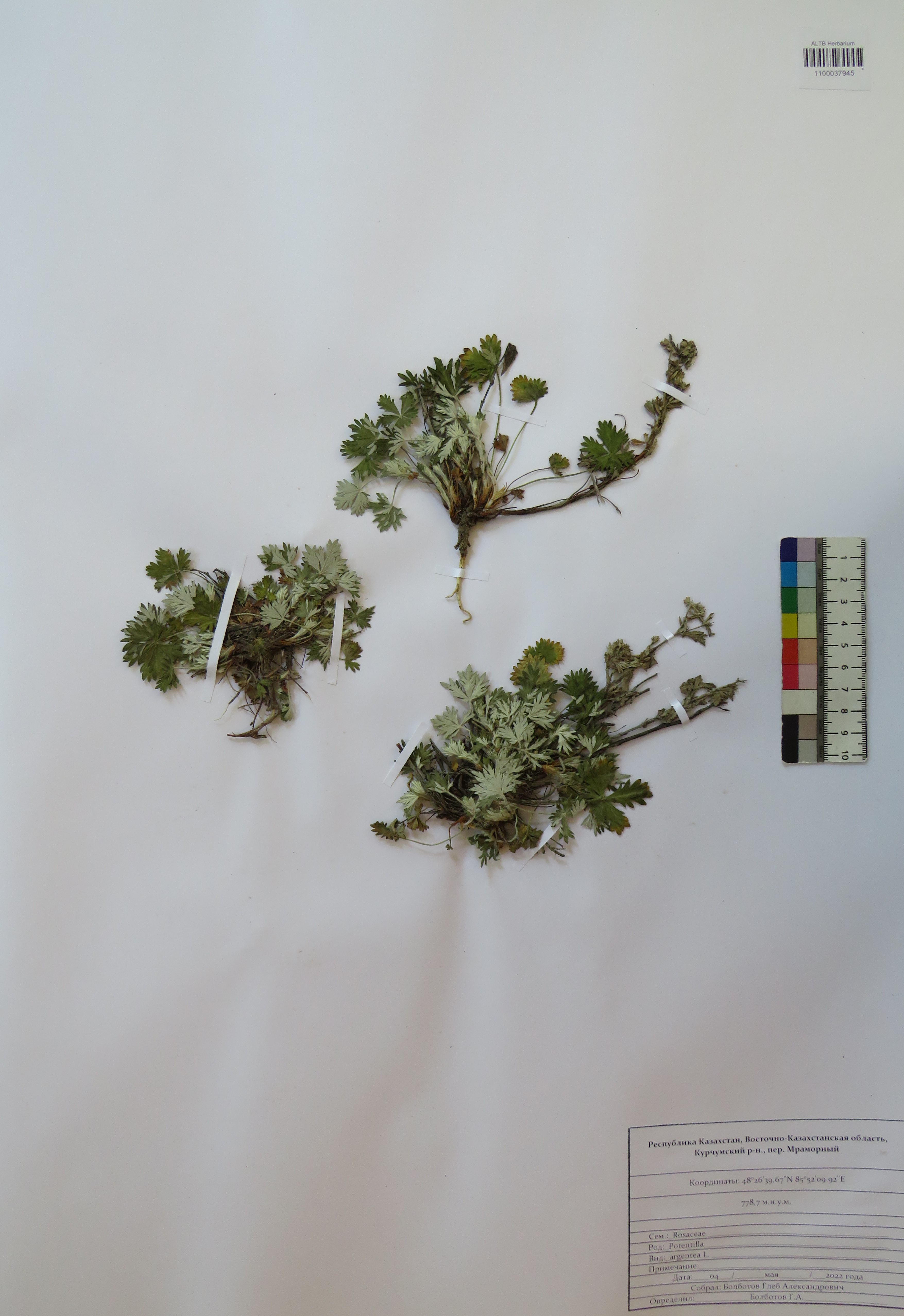 Potentilla argentea L.