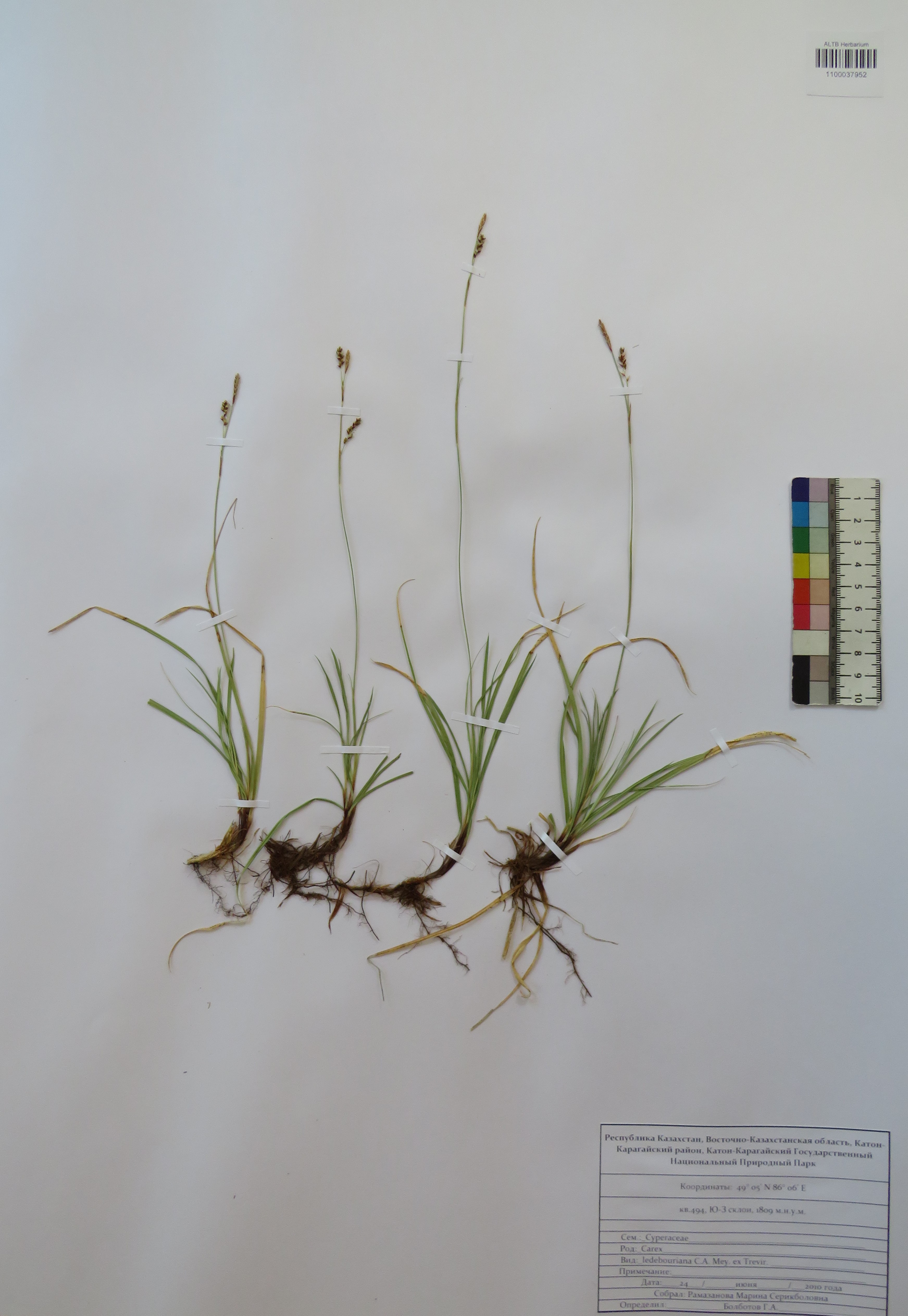 Carex ledebouriana C.A.Mey. ex Trevir.
