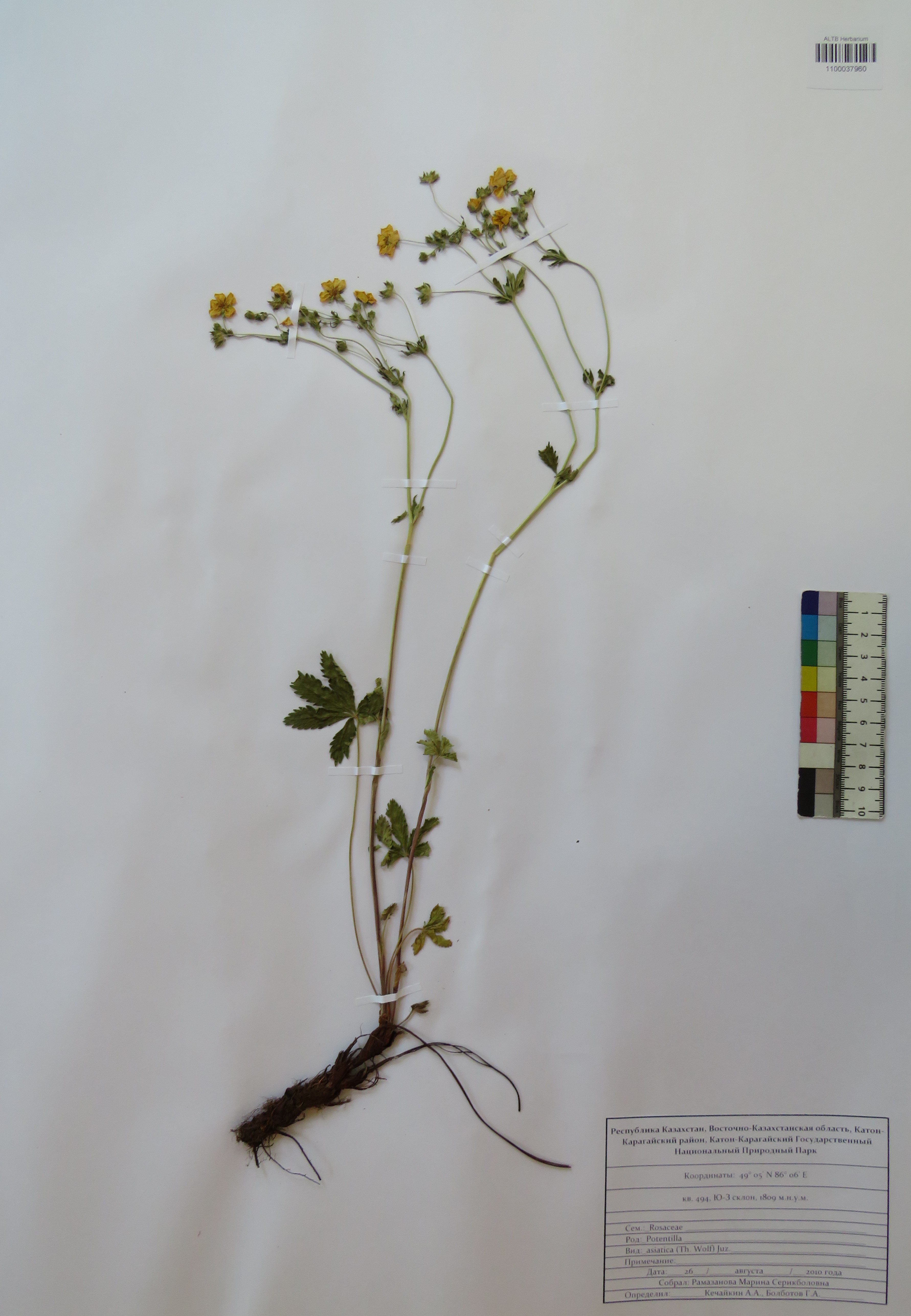 Potentilla asiatica (Th.Wolf) Juz.