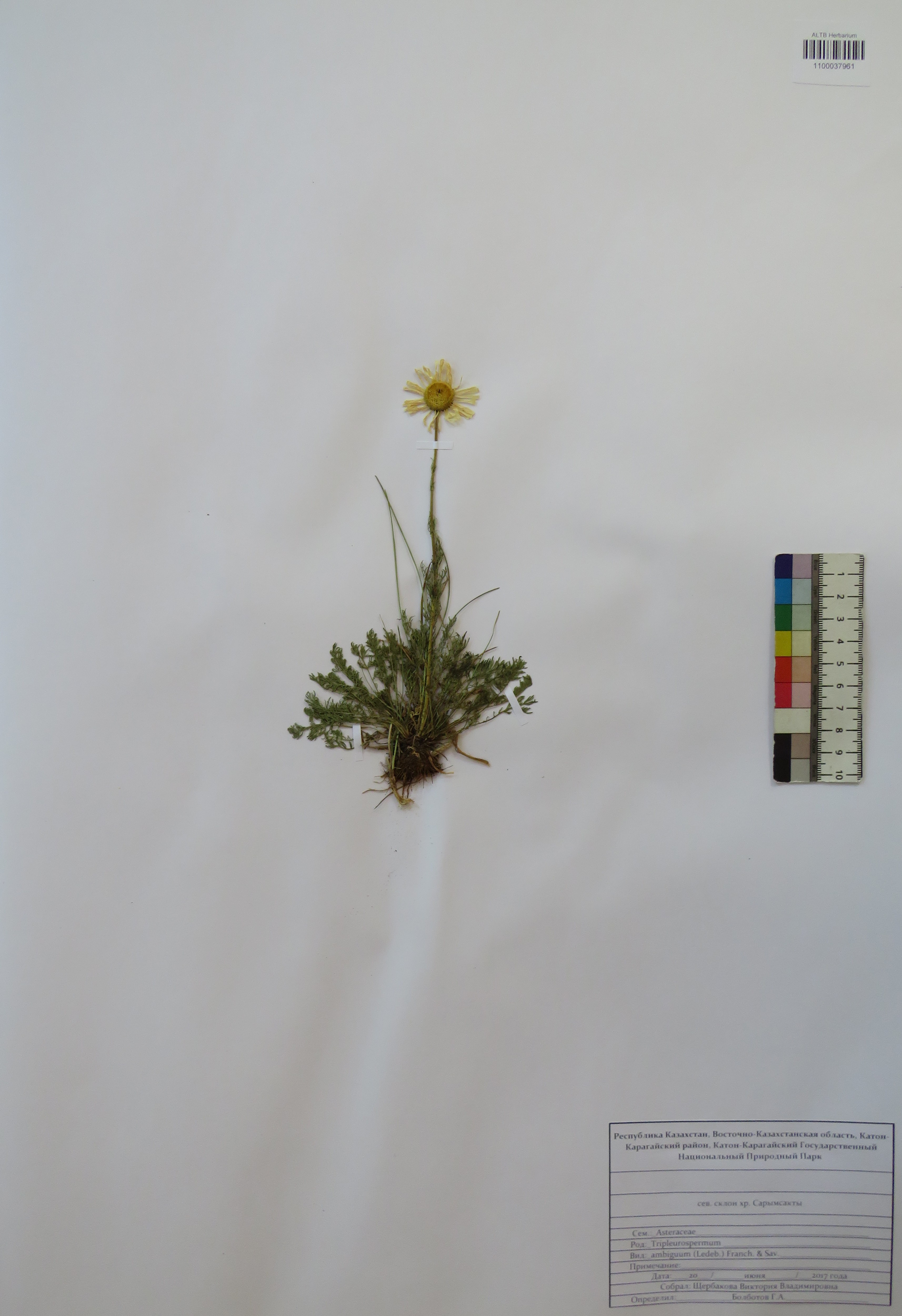 Tripleurospermum ambiguum (Ledeb.) Franch. & Sav.