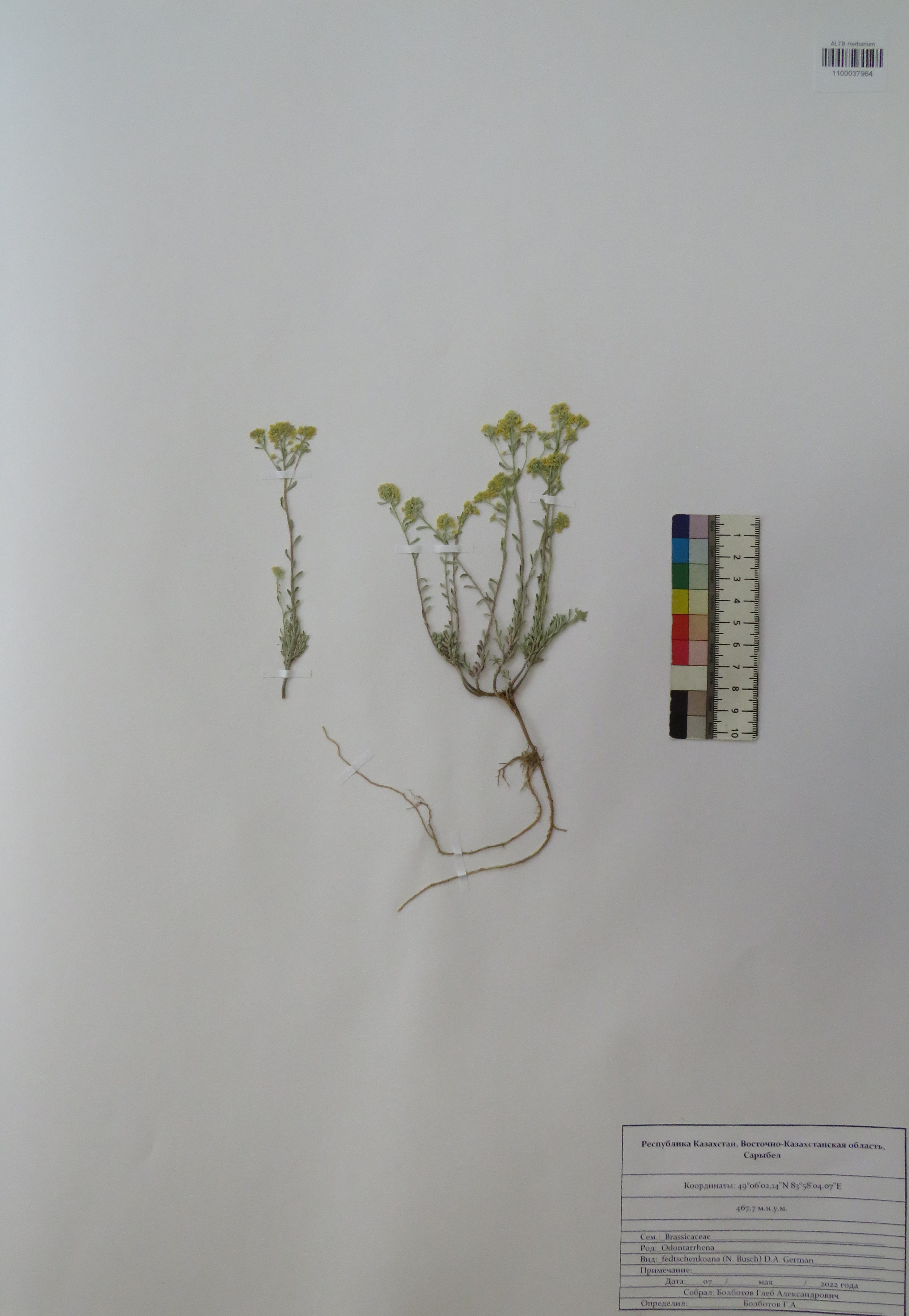 Odontarrhena fedtschenkoana (N.Busch) D.A.German