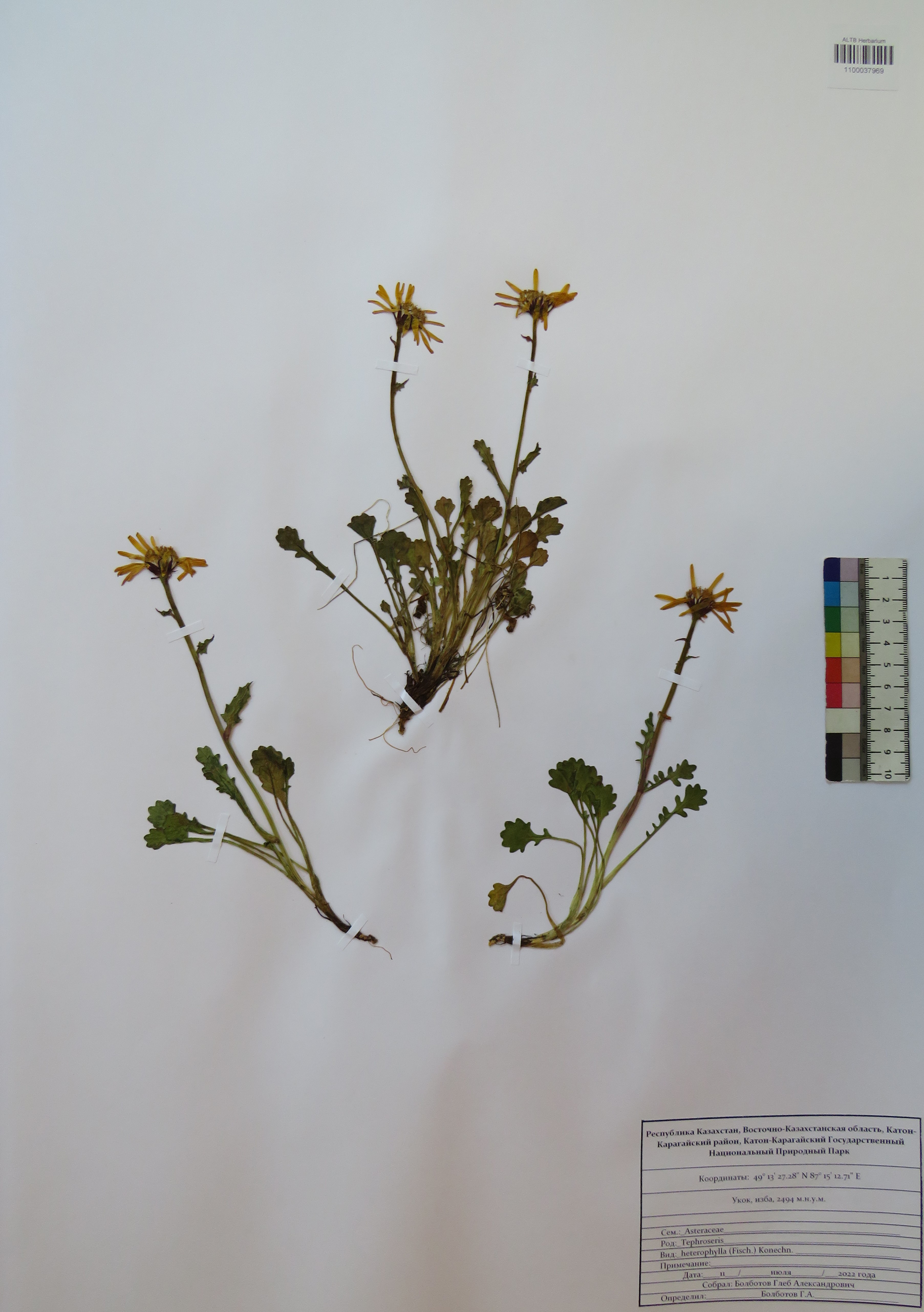 Tephroseris heterophylla (Fisch.) Konechn.