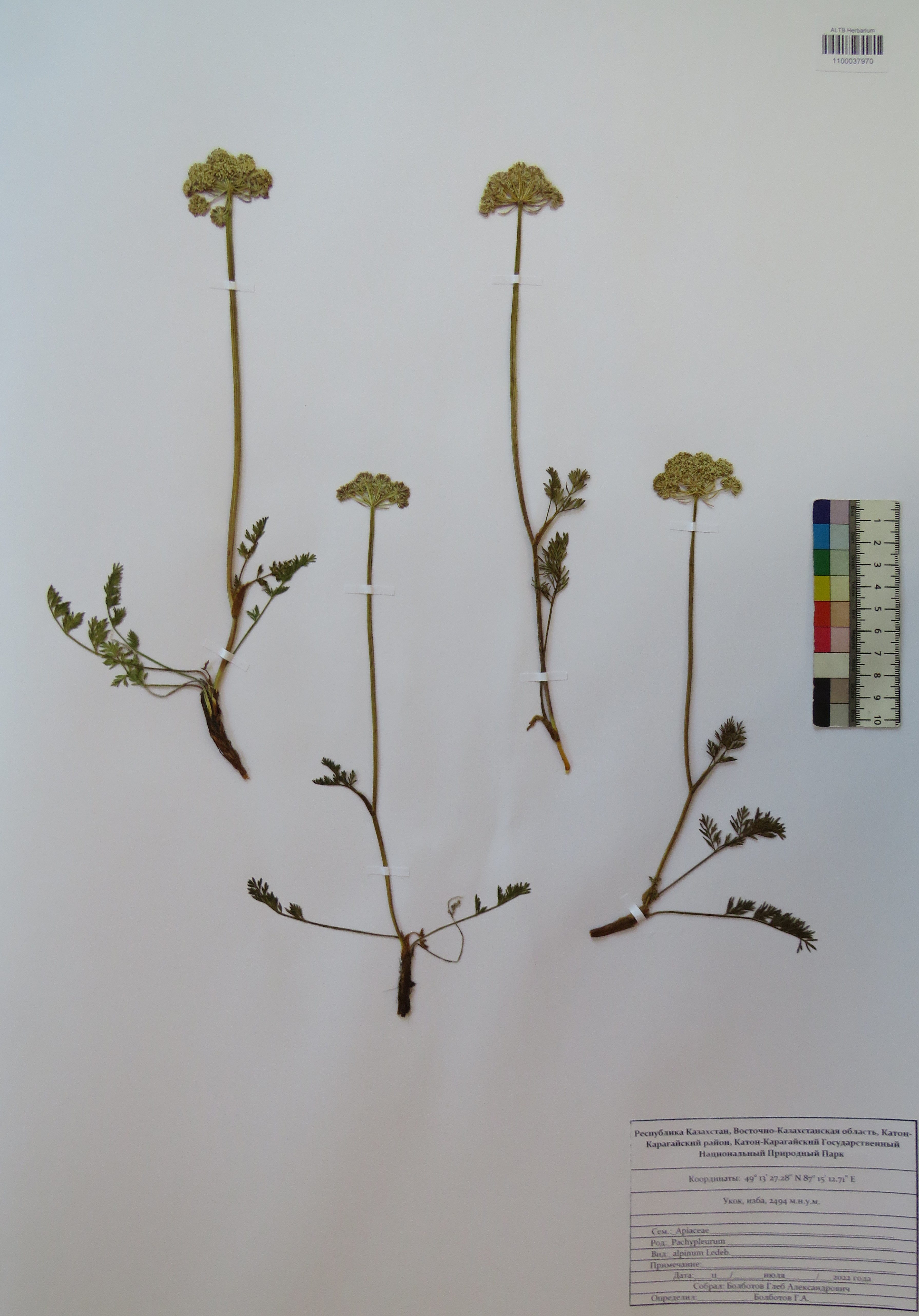 Pachypleurum alpinum Ledeb., Fl