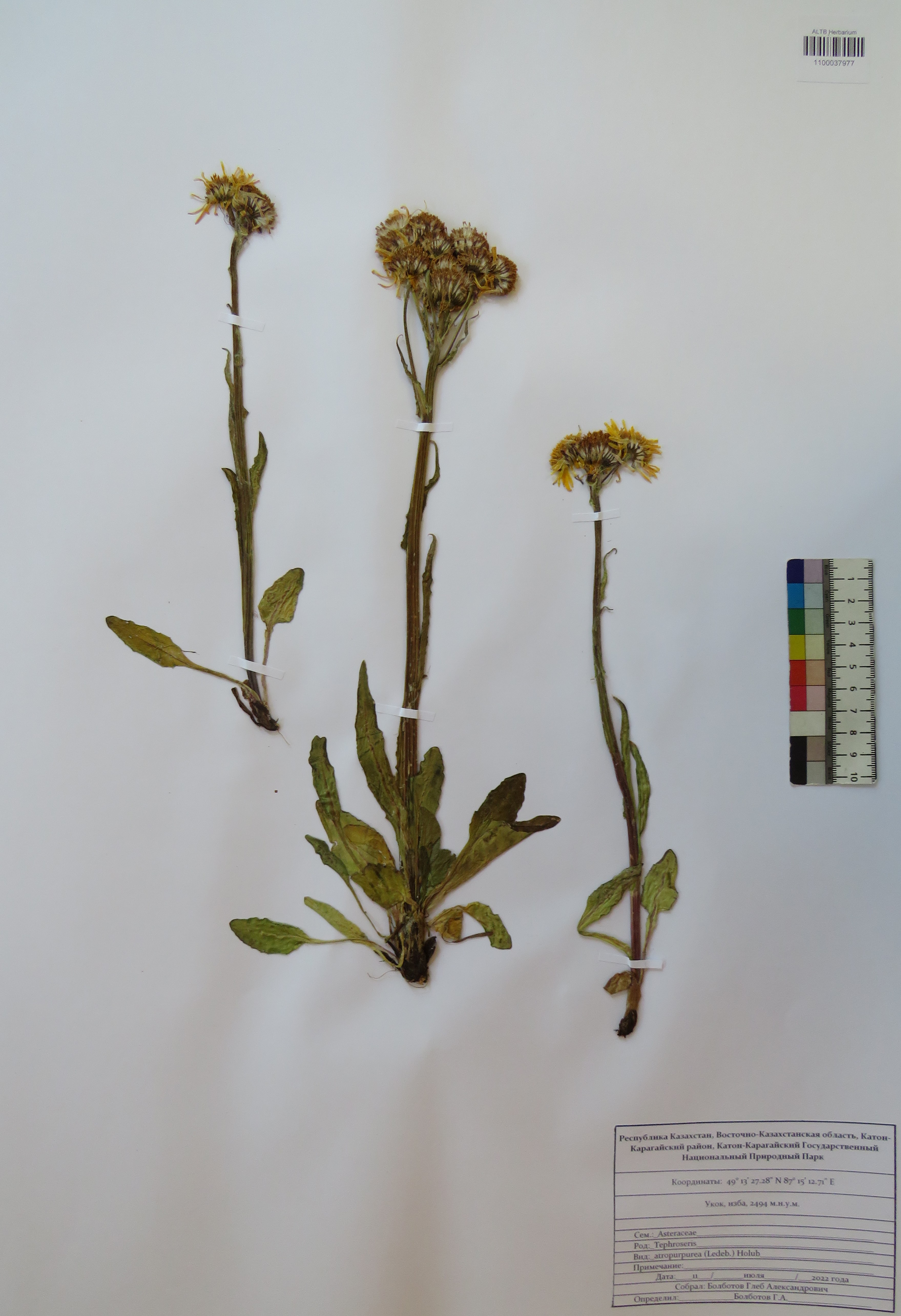 Tephroseris atropurpurea (Ledeb.) Holub