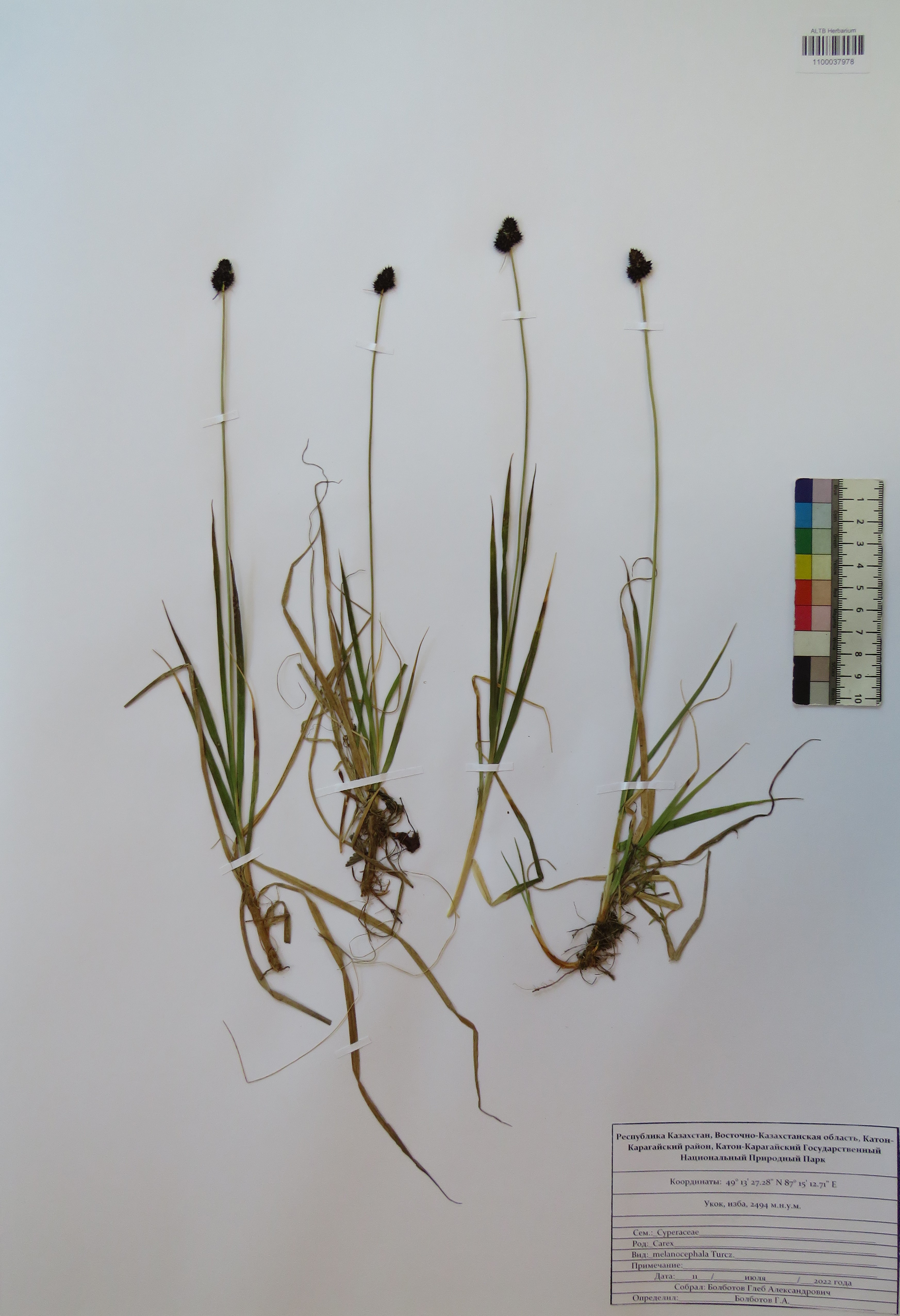 Carex melanocephala Turcz.
