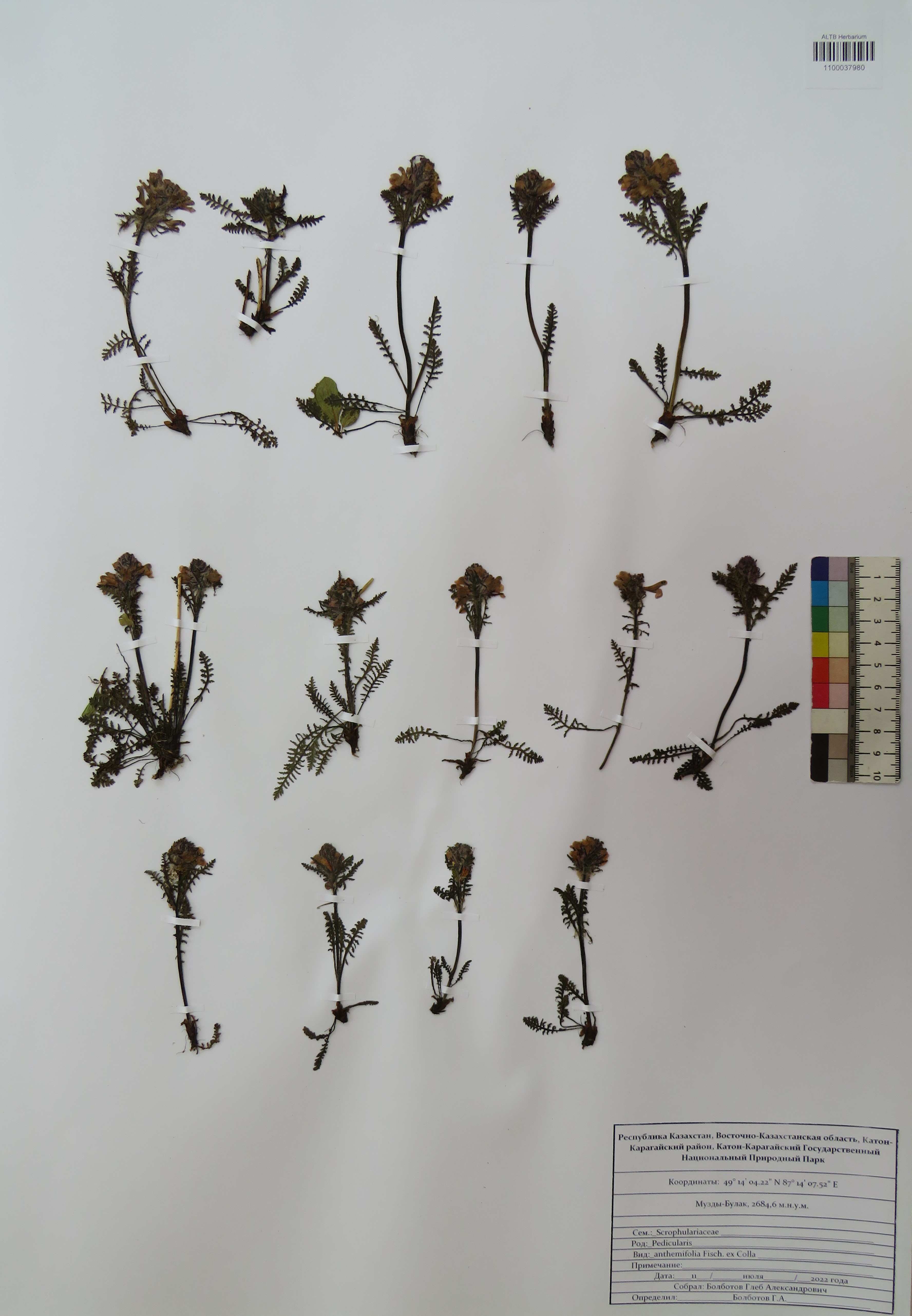 Pedicularis anthemifolia Fisch. ex Colla