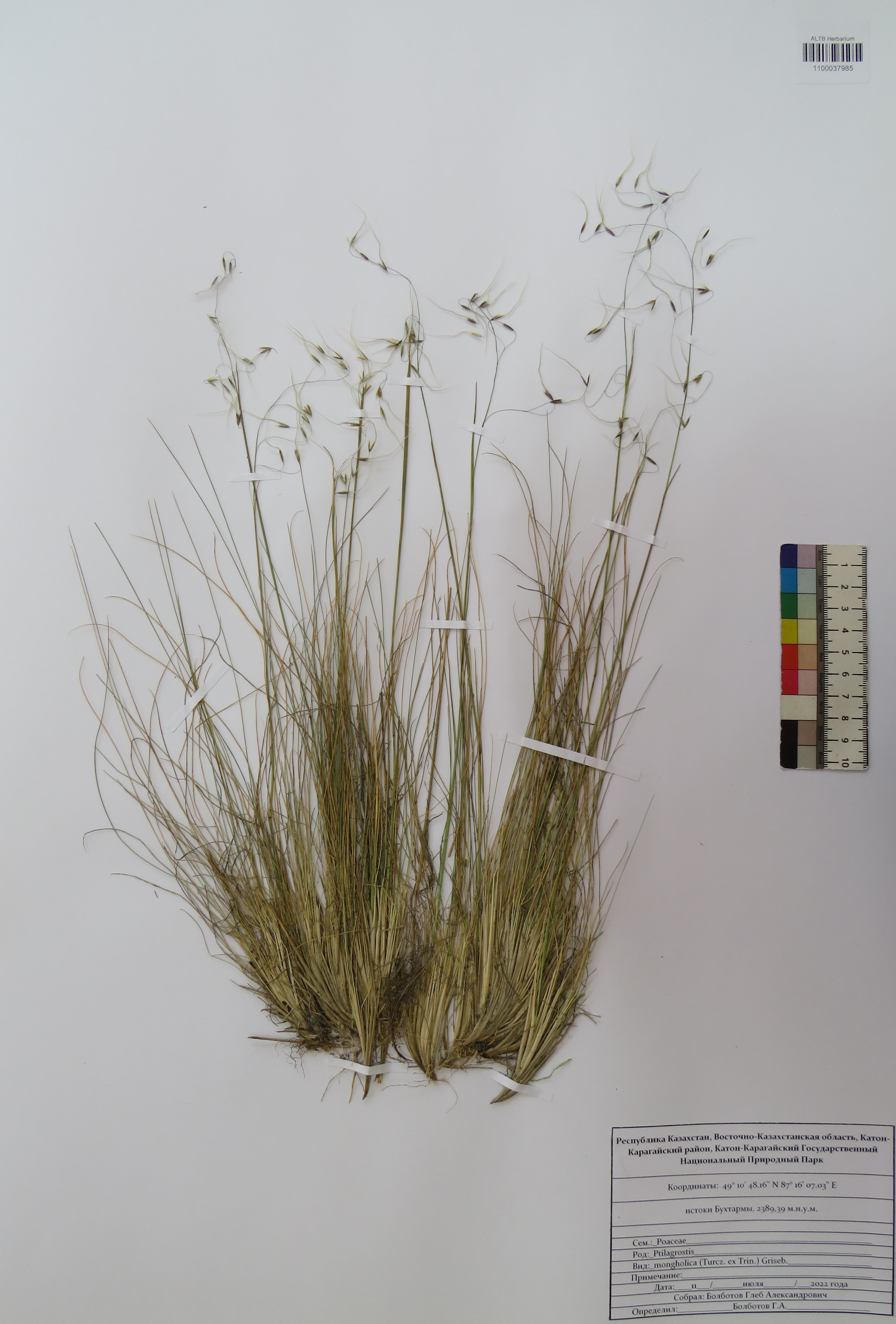 Ptilagrostis mongholica (Turcz. ex Trin.) Griseb.