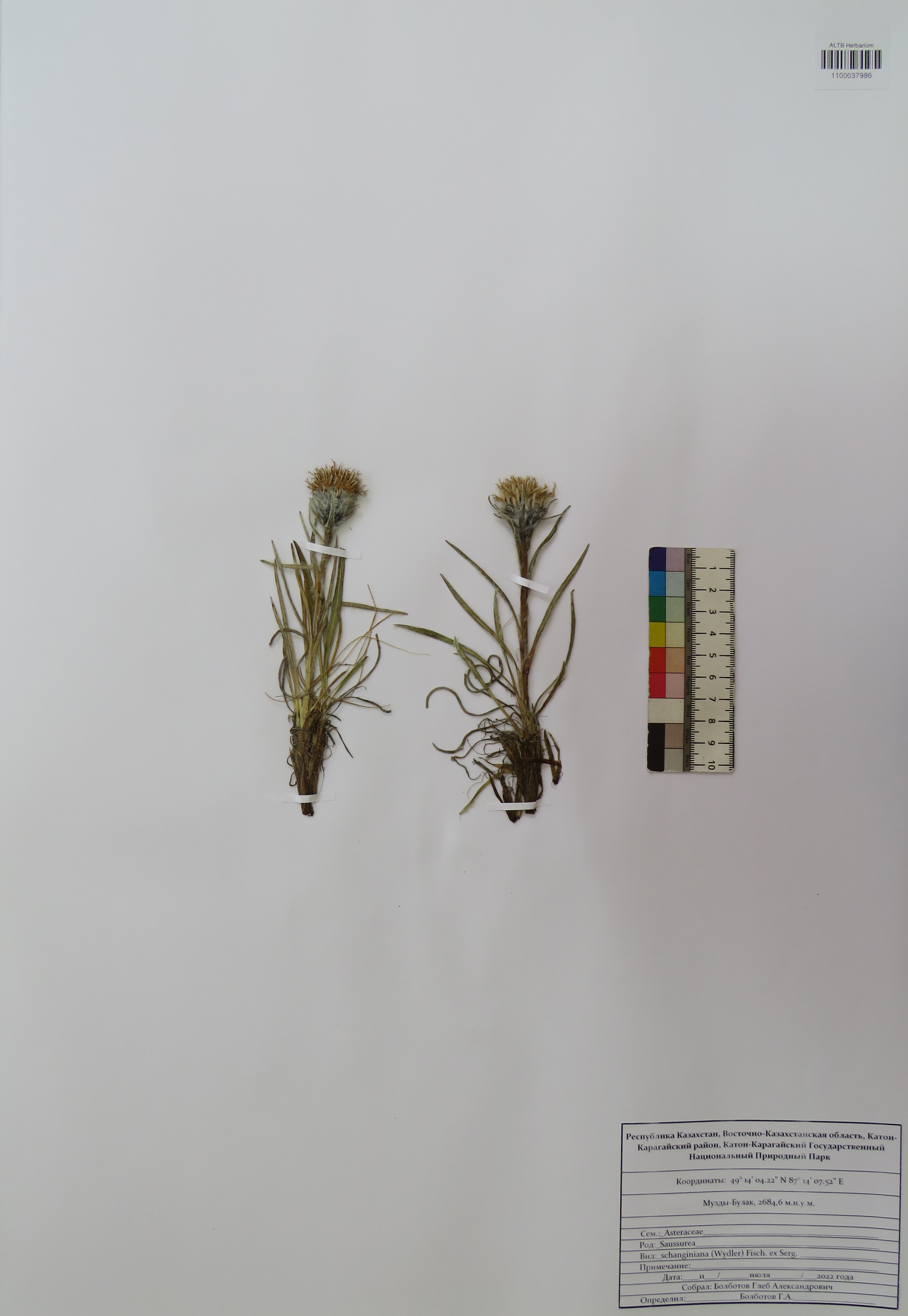 Saussurea schanginiana (Wydler) Fisch. ex Serg.