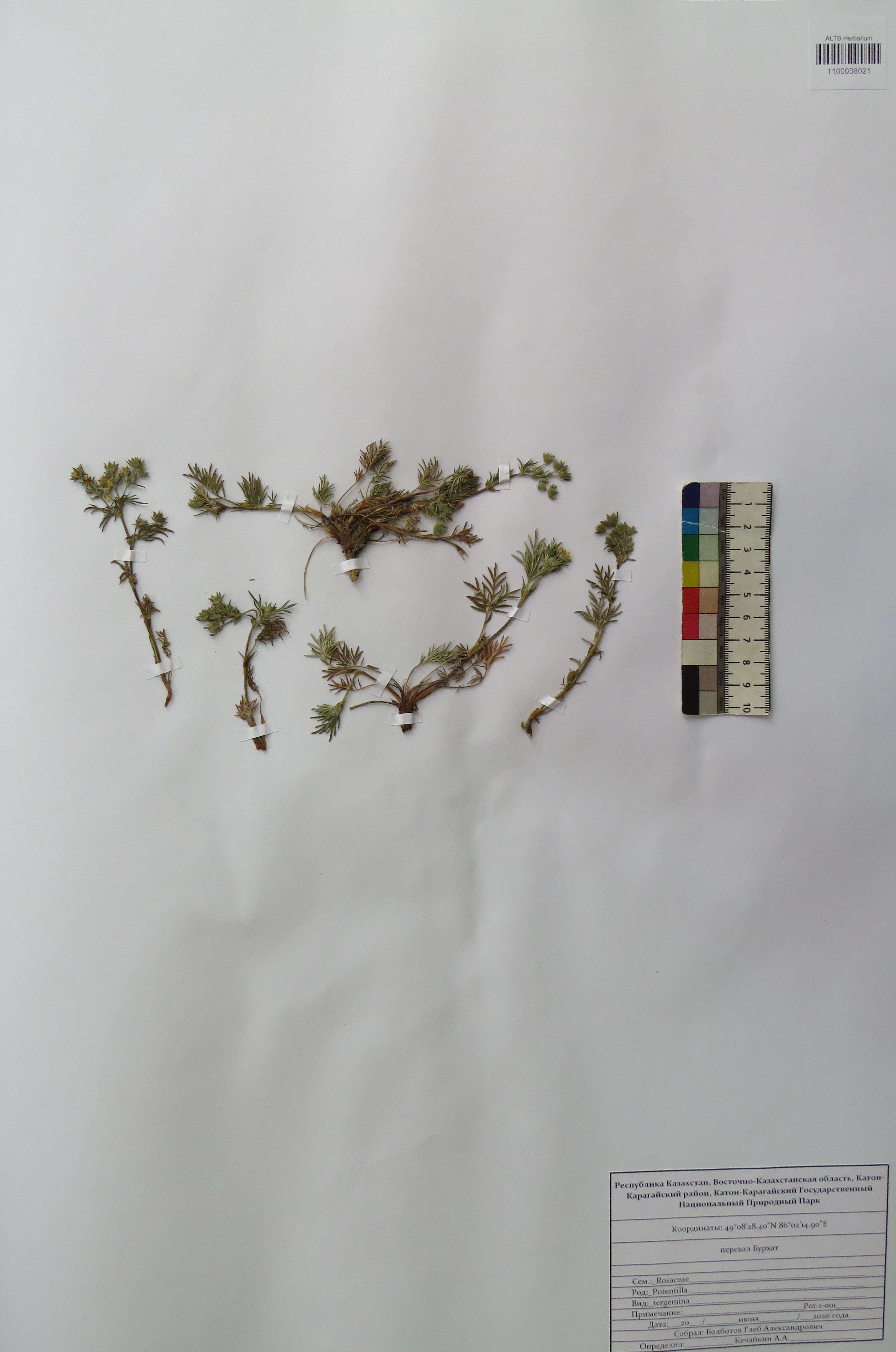 Potentilla tergemina Soják
