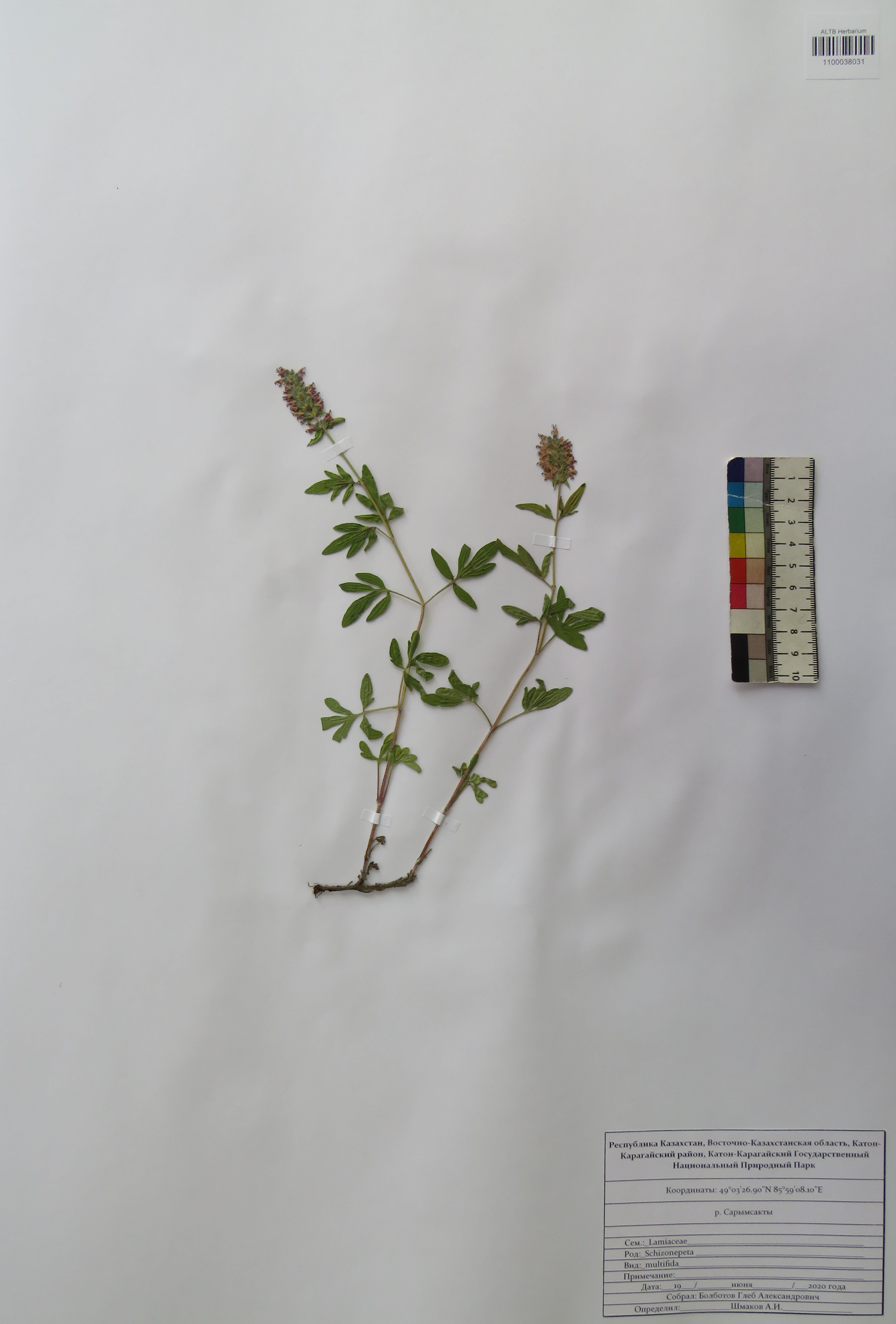 Schizonepeta multifida (L.) Briq.