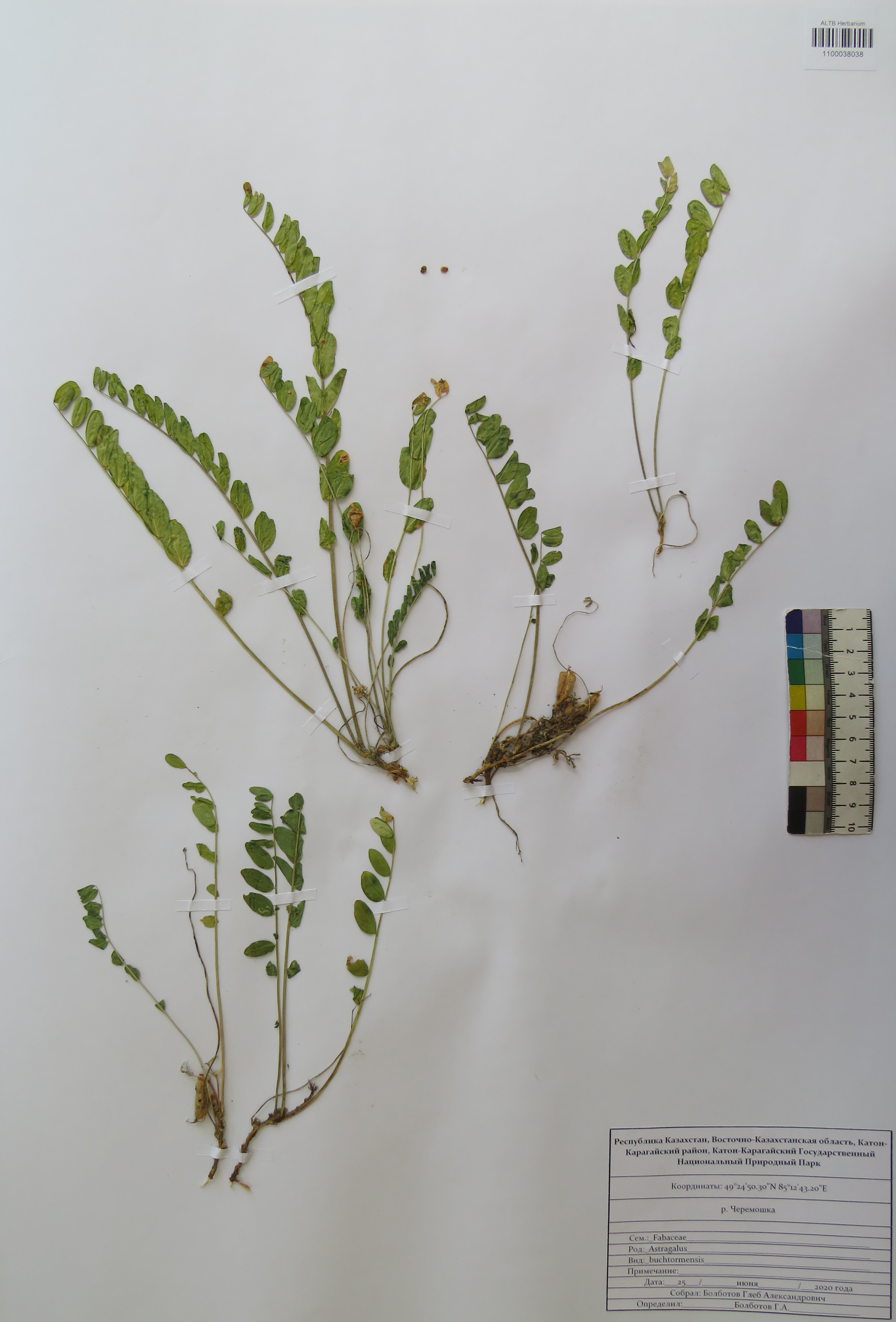 Astragalus buchtormensis Pall.