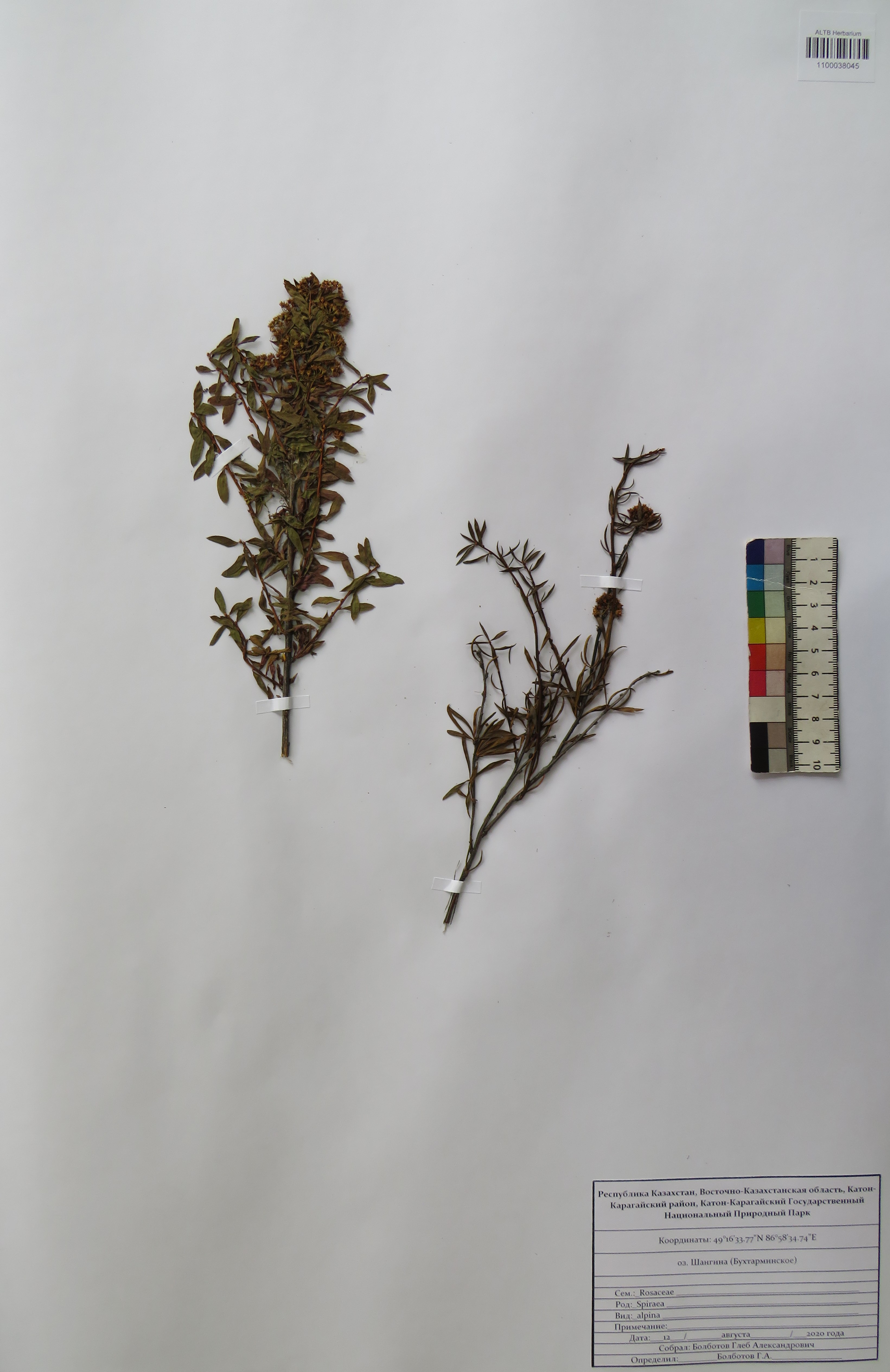 Spiraea alpina Pall.