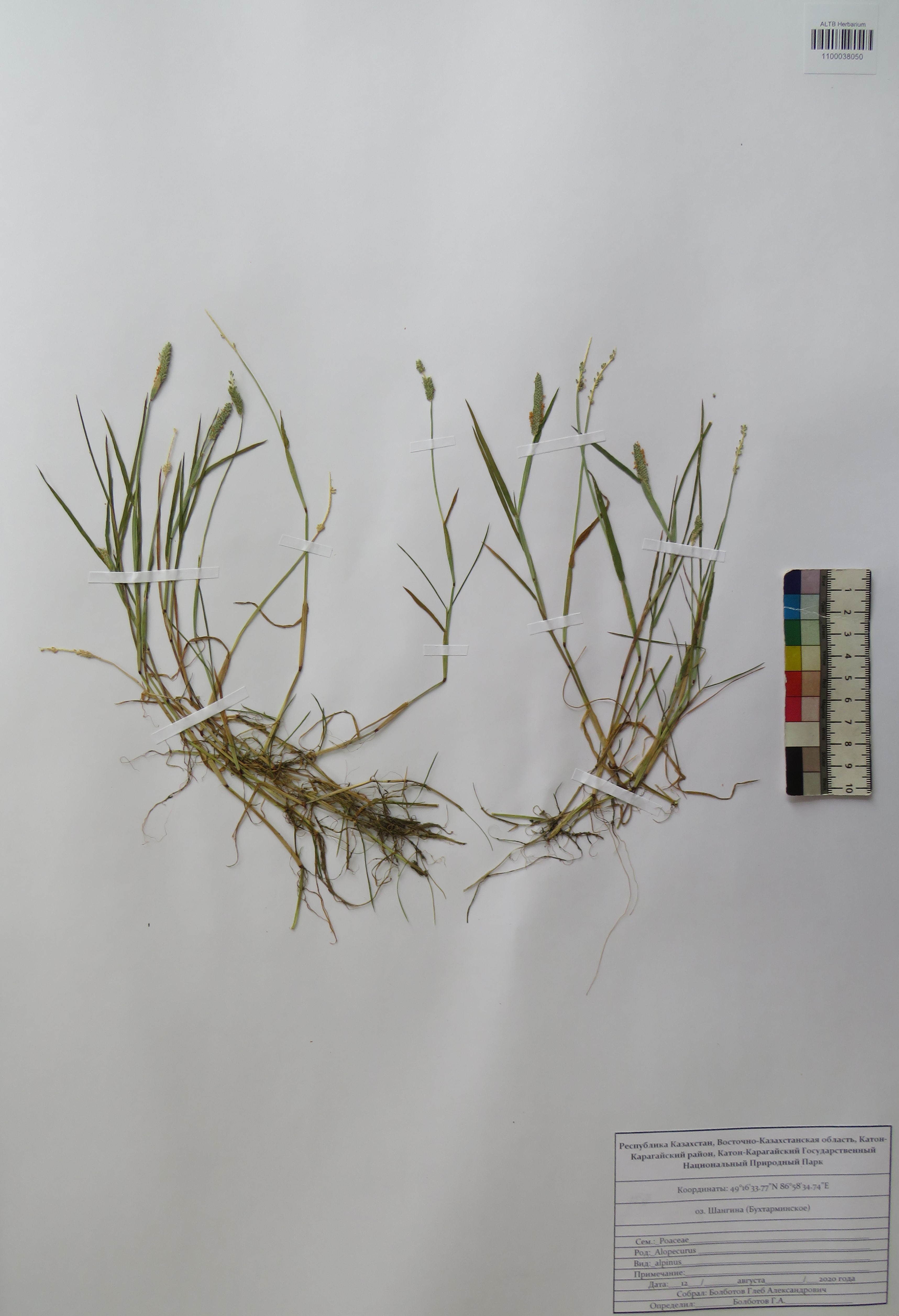 Alopecurus alpinus Sm.