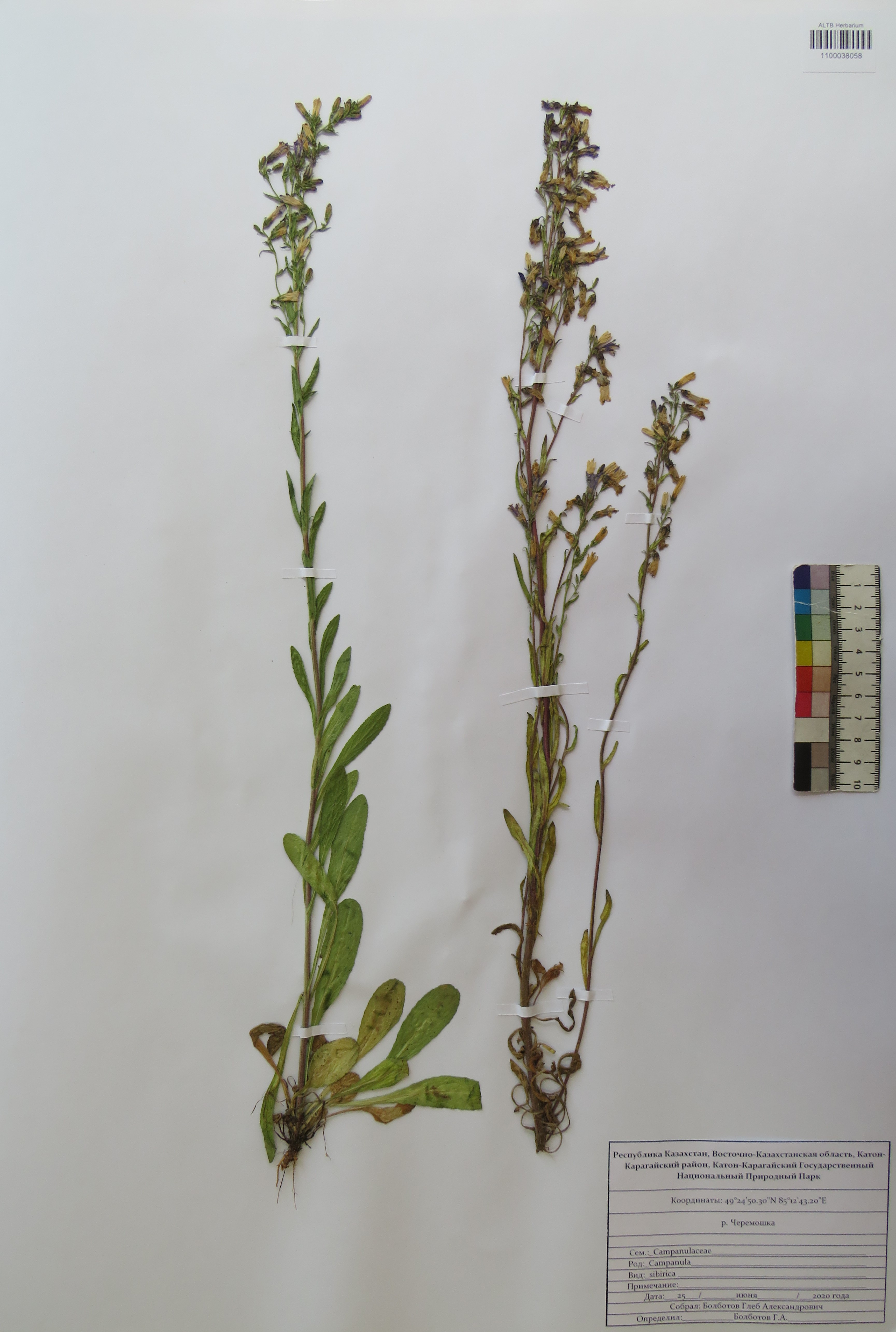 Campanula sibirica L.