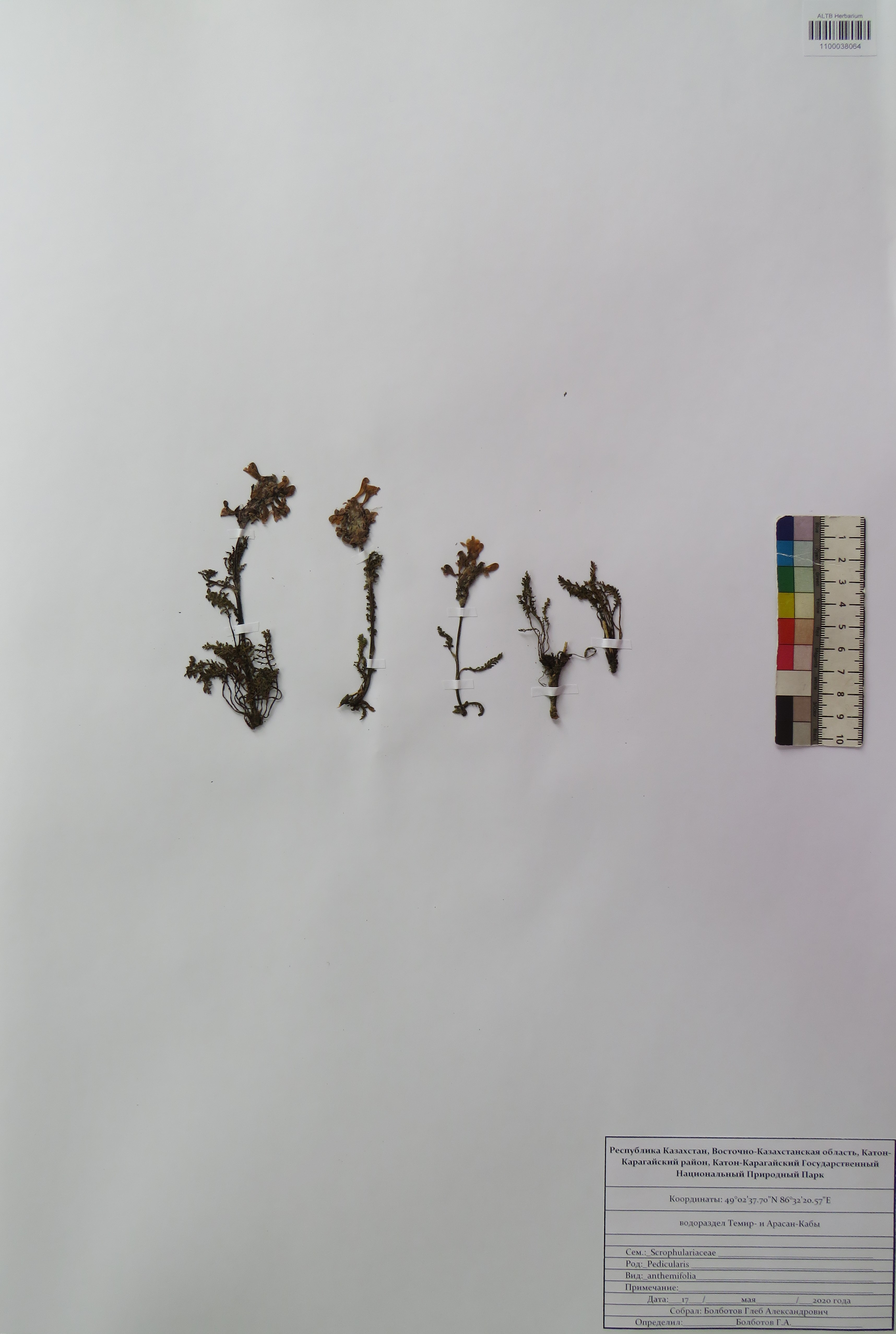 Pedicularis anthemifolia Fisch. ex Colla