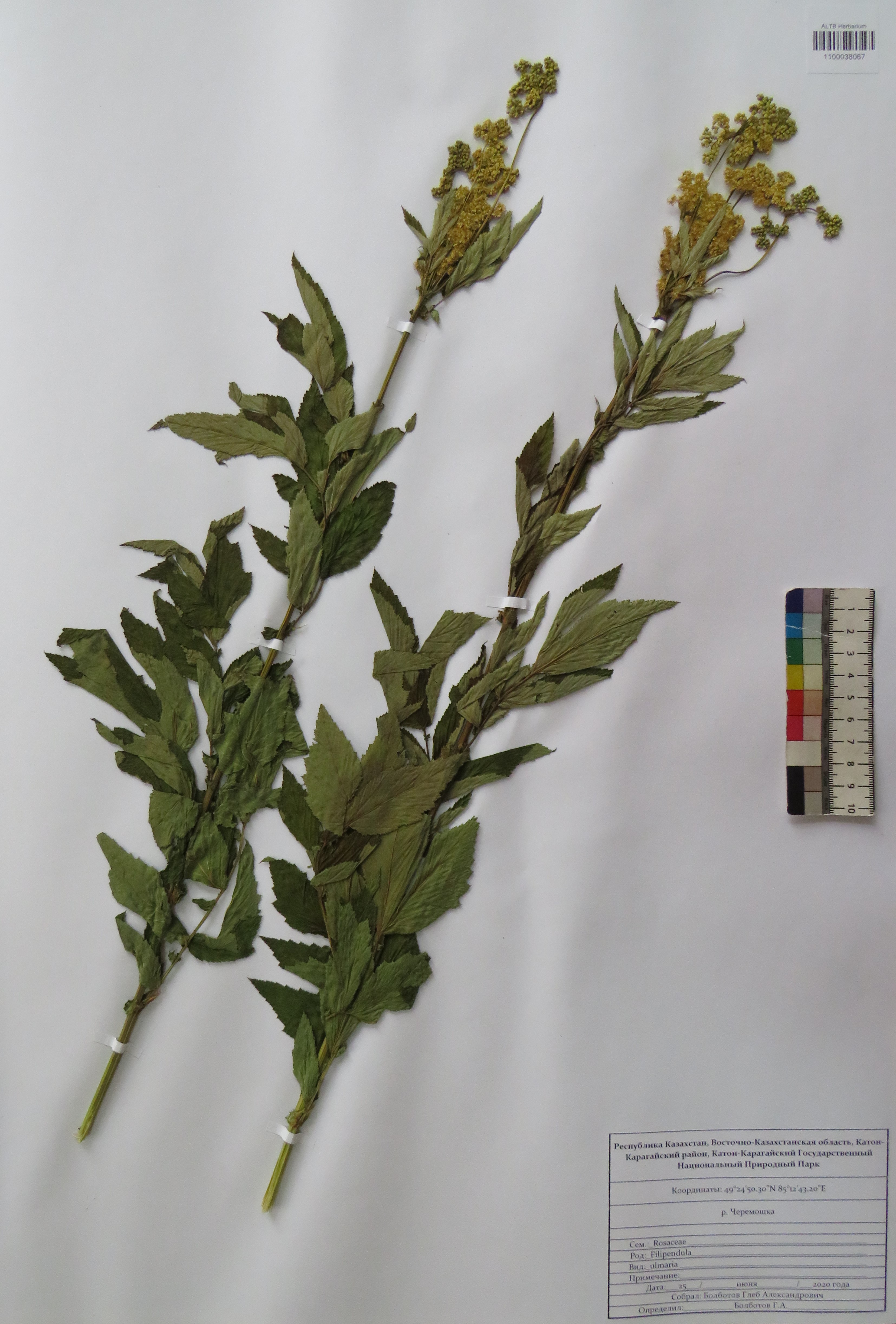 Filipendula ulmaria (L.) Maxim.