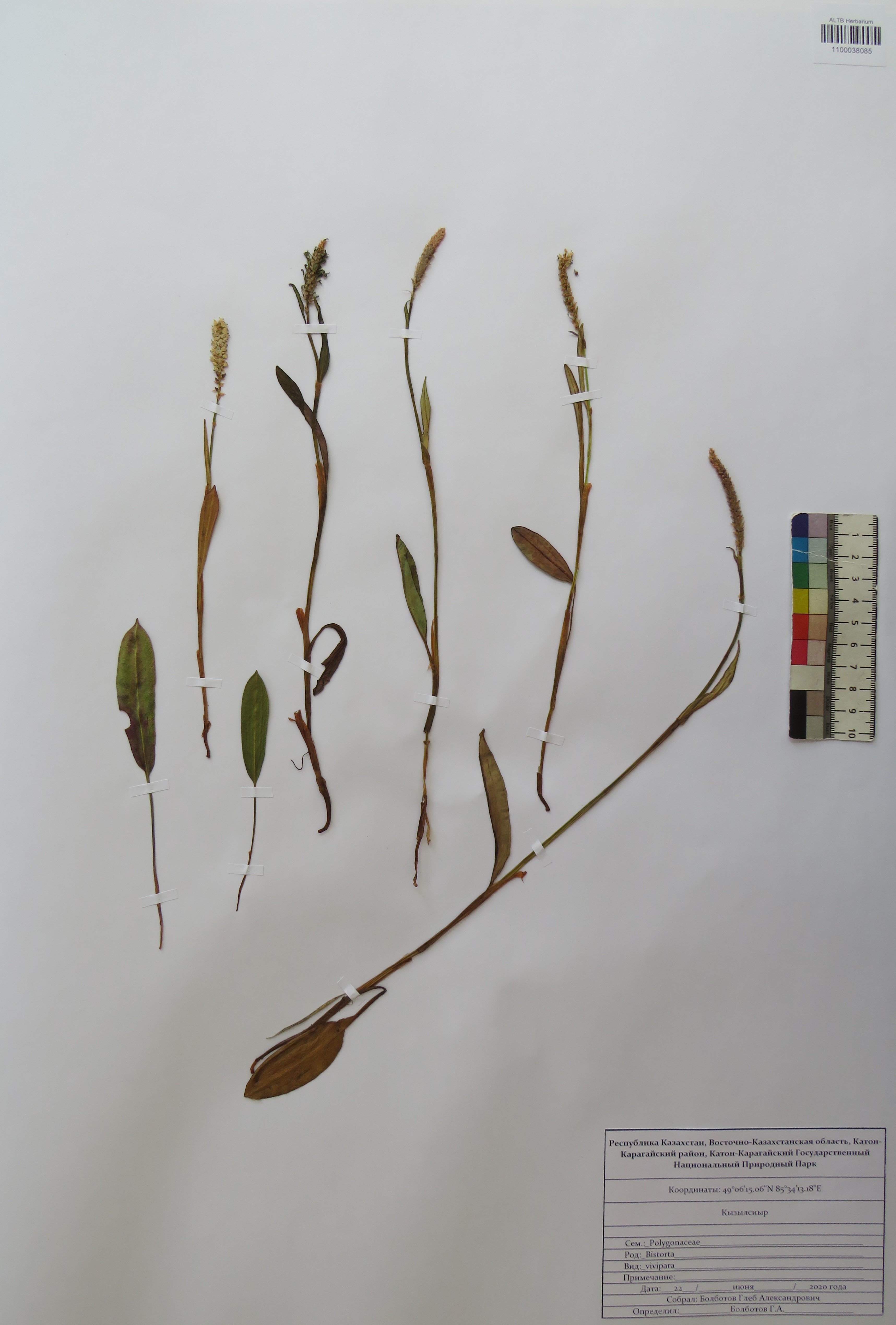 Bistorta vivipara (L.) Delarbre