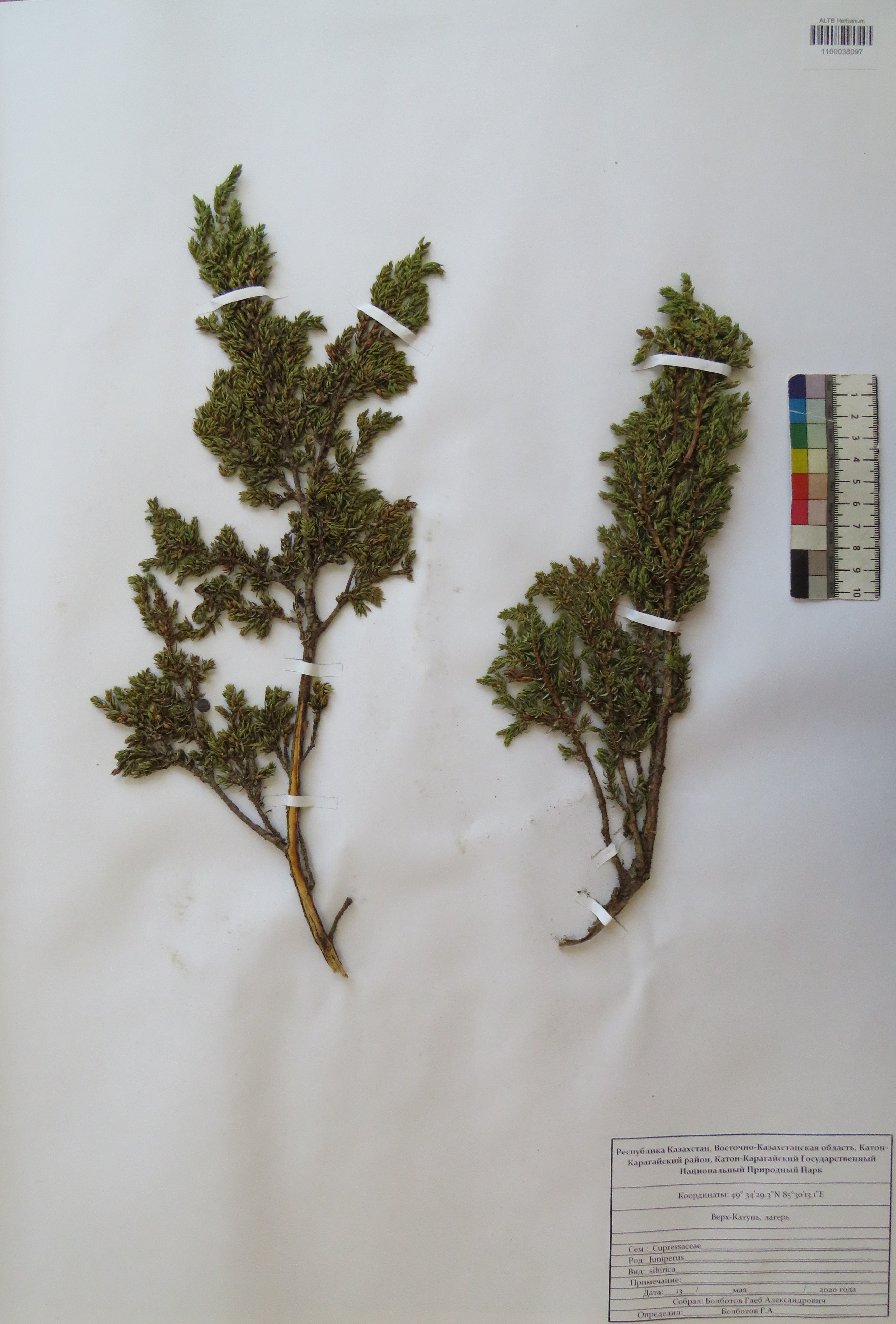 Juniperus sibirica Burgsd.