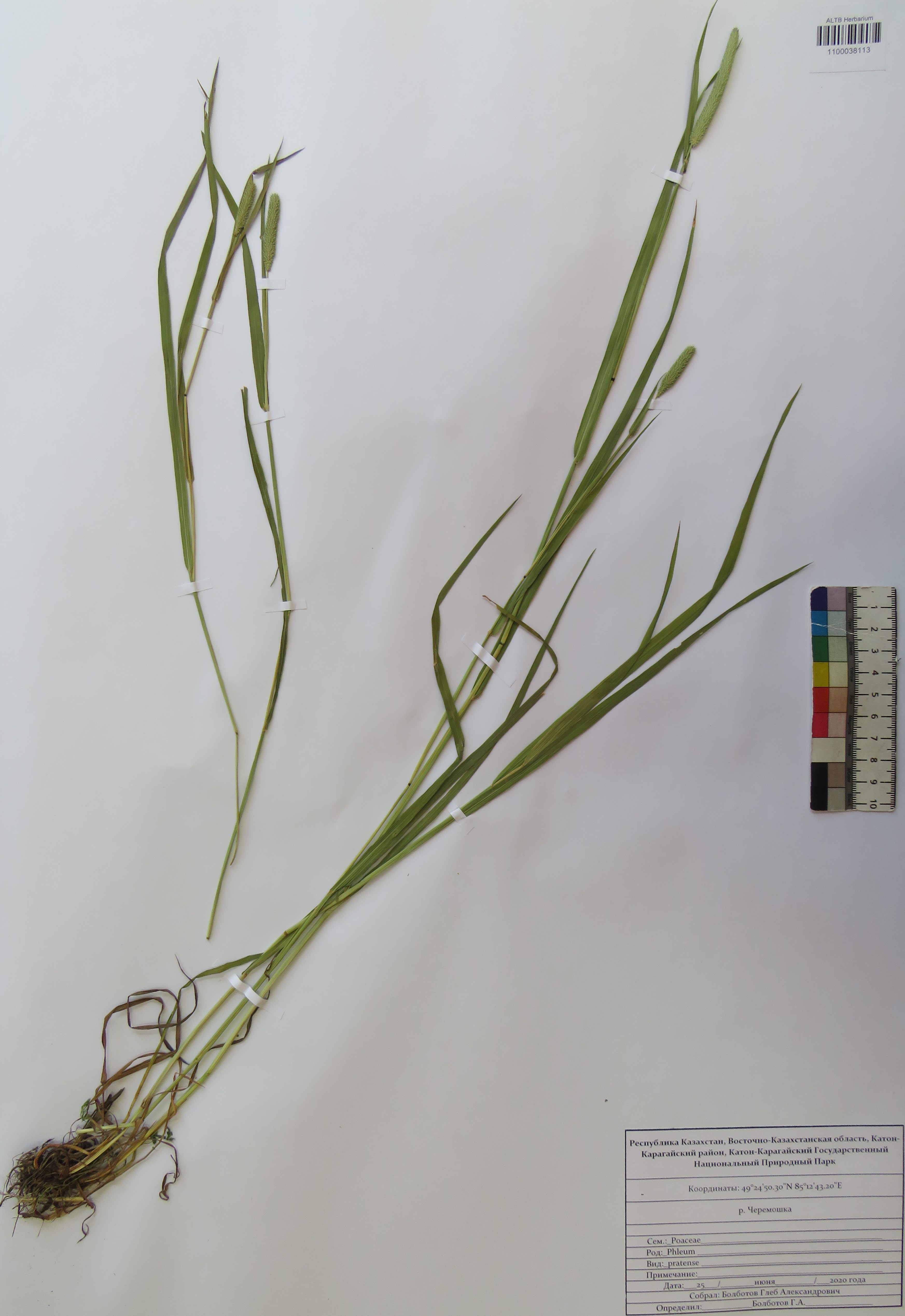 Phleum pratense L.
