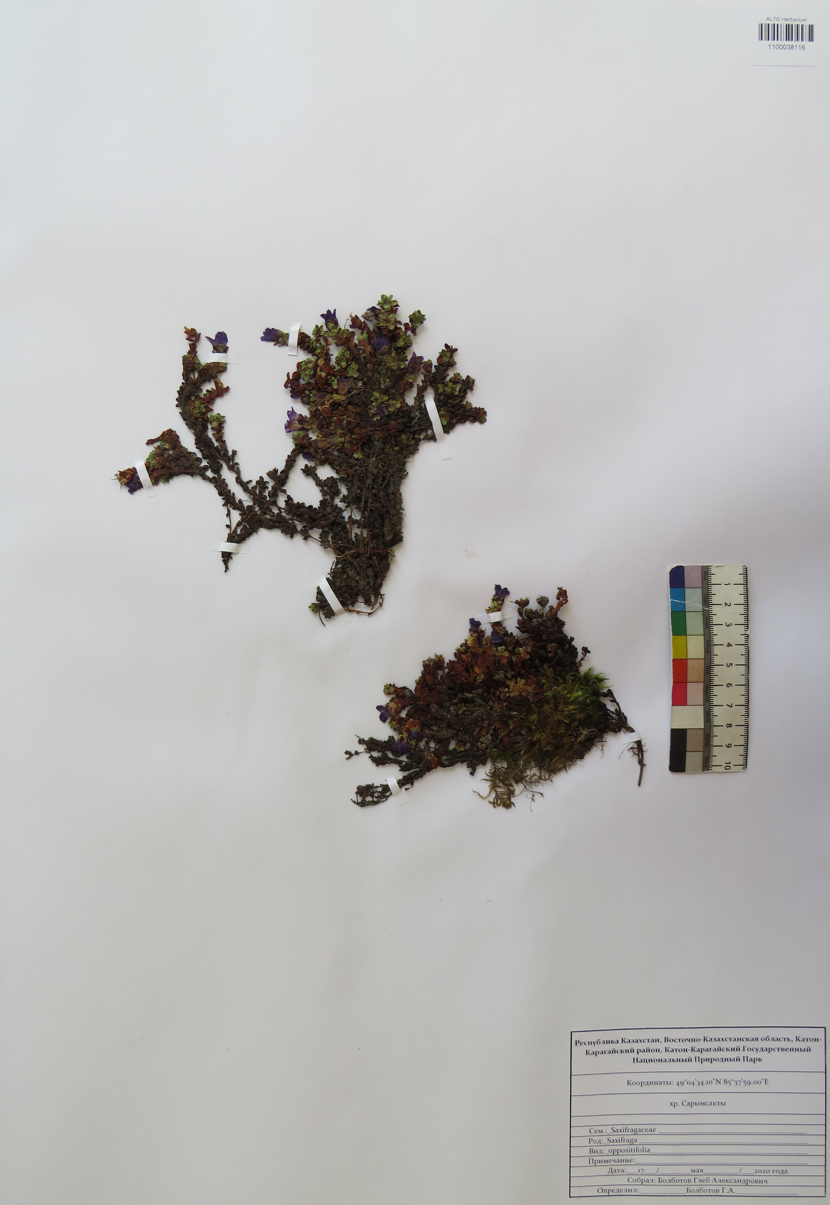 Saxifraga oppositifolia L.
