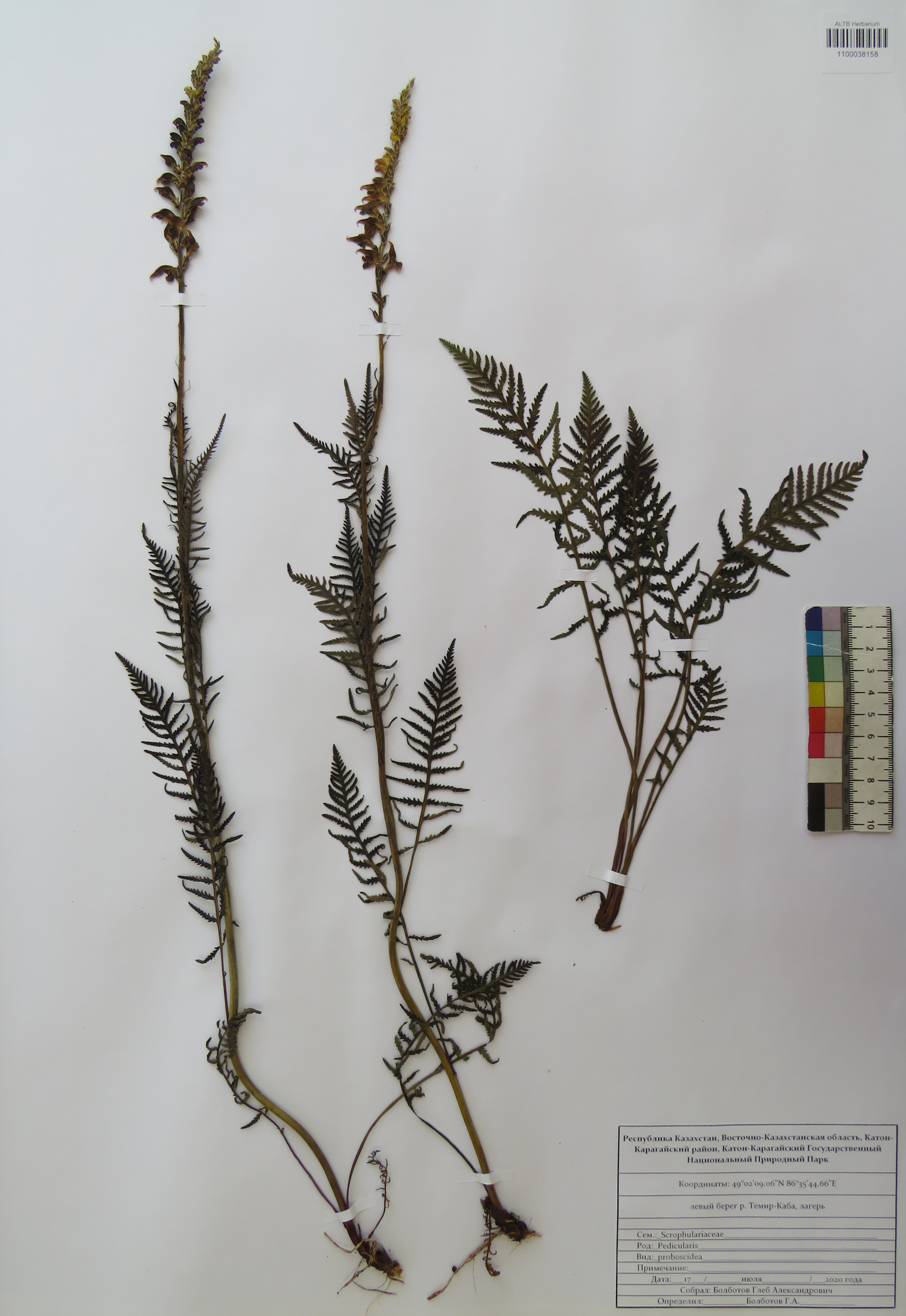 Pedicularis proboscidea Stev.