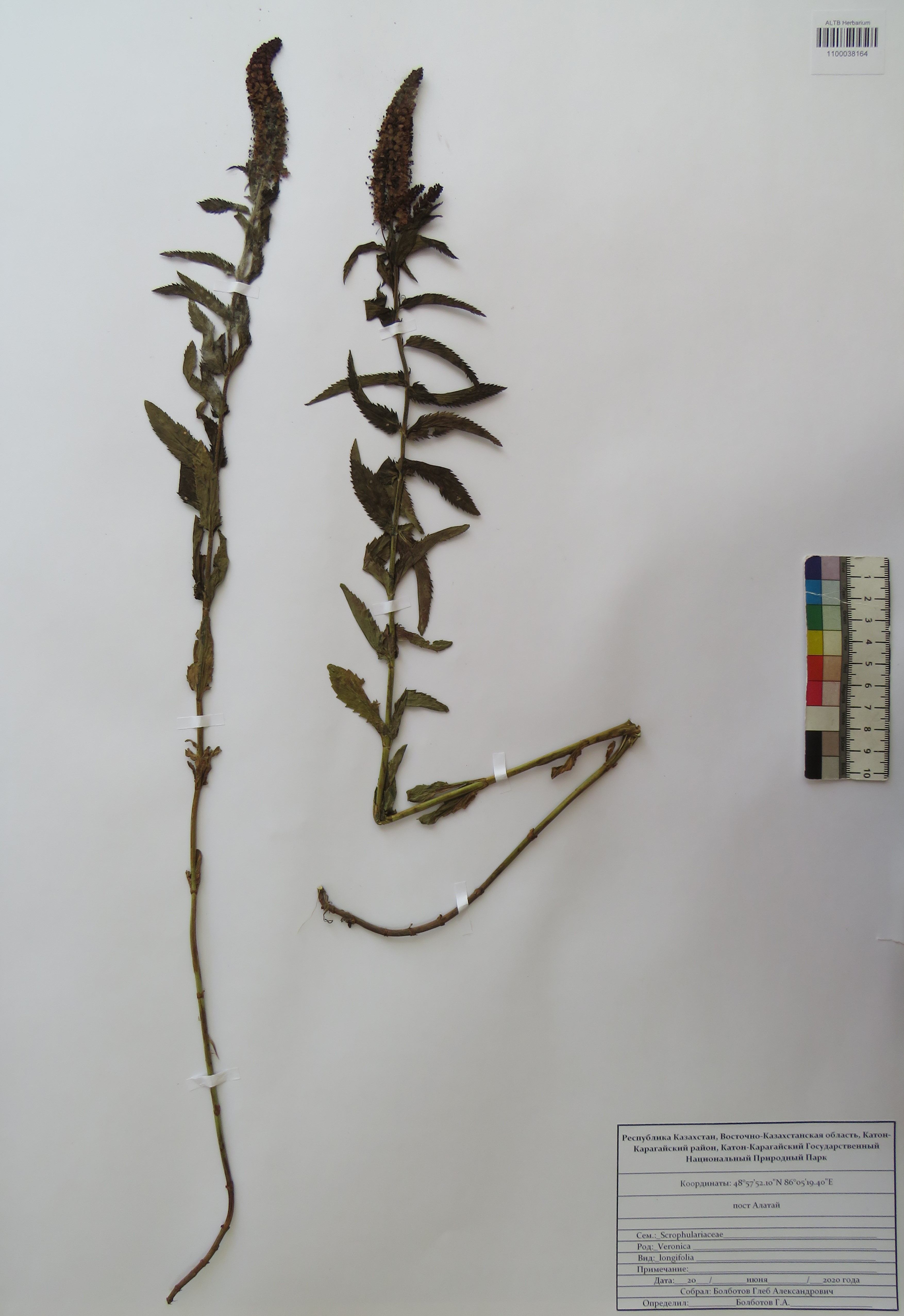 Veronica longifolia L.