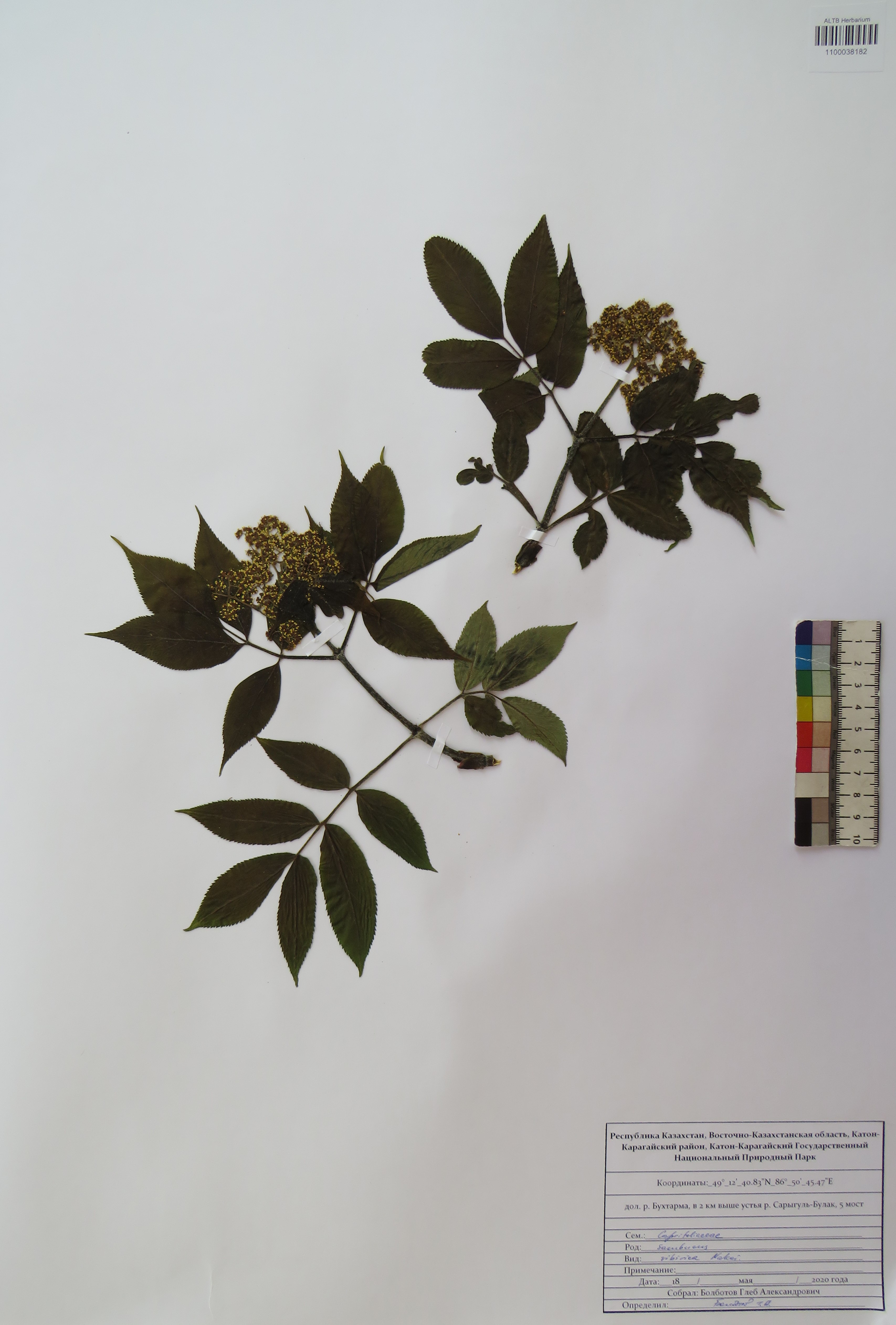 Sambucus sibirica Nakai
