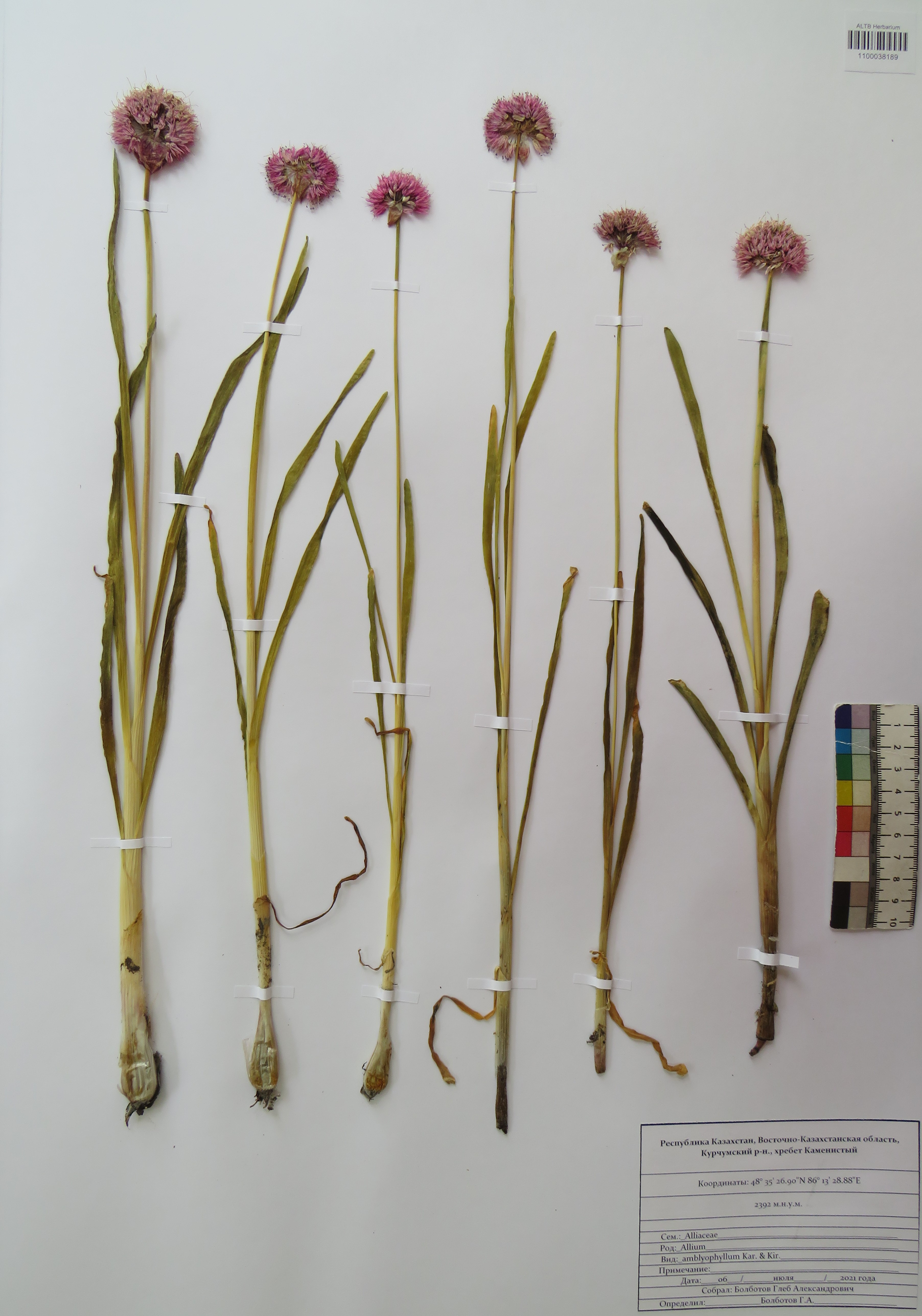 Allium amblyophyllum Kar. & Kir.