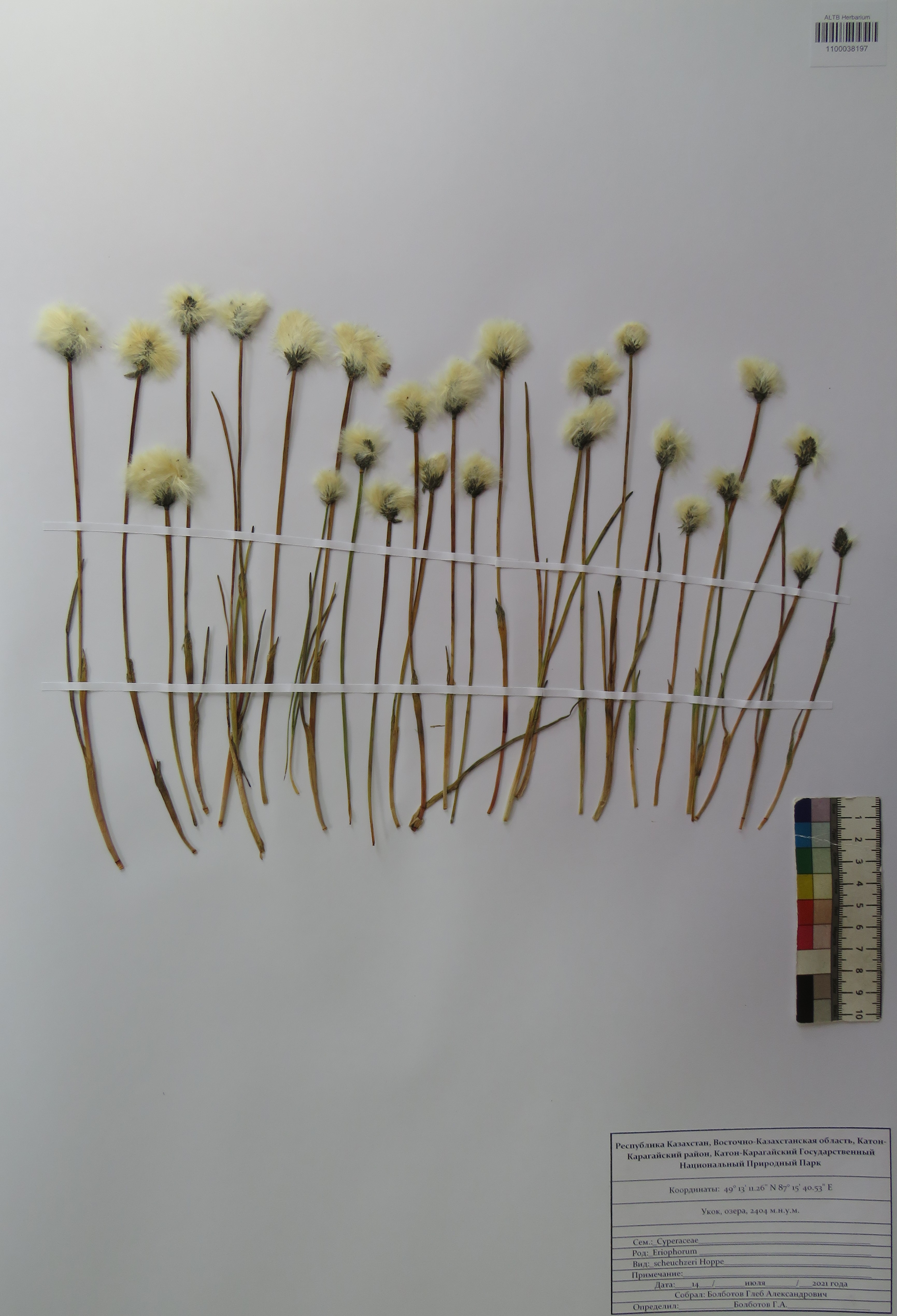 Eriophorum scheuchzeri Hoppe