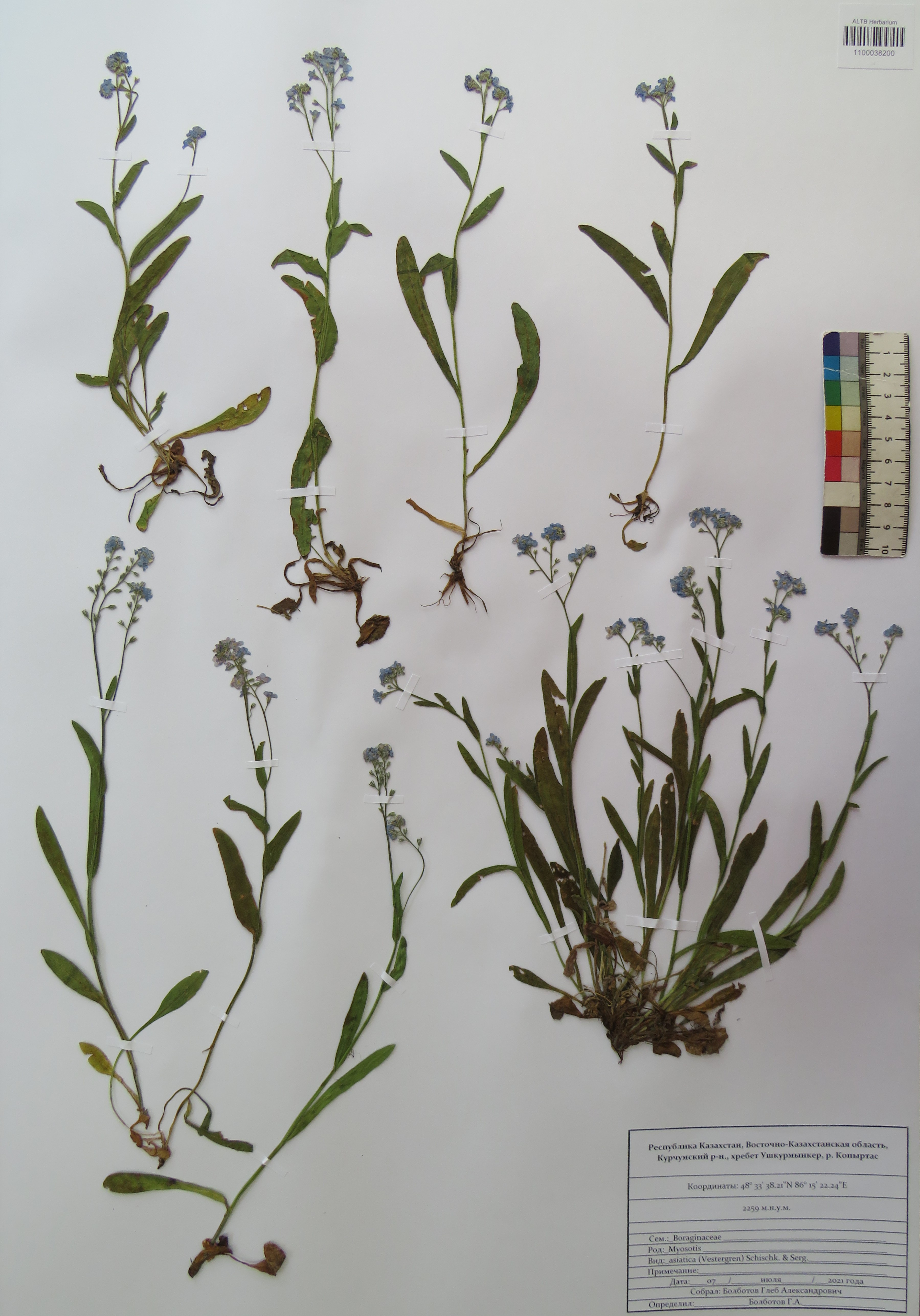 Myosotis asiatica (Vestergr.) Schischk. & Serg.