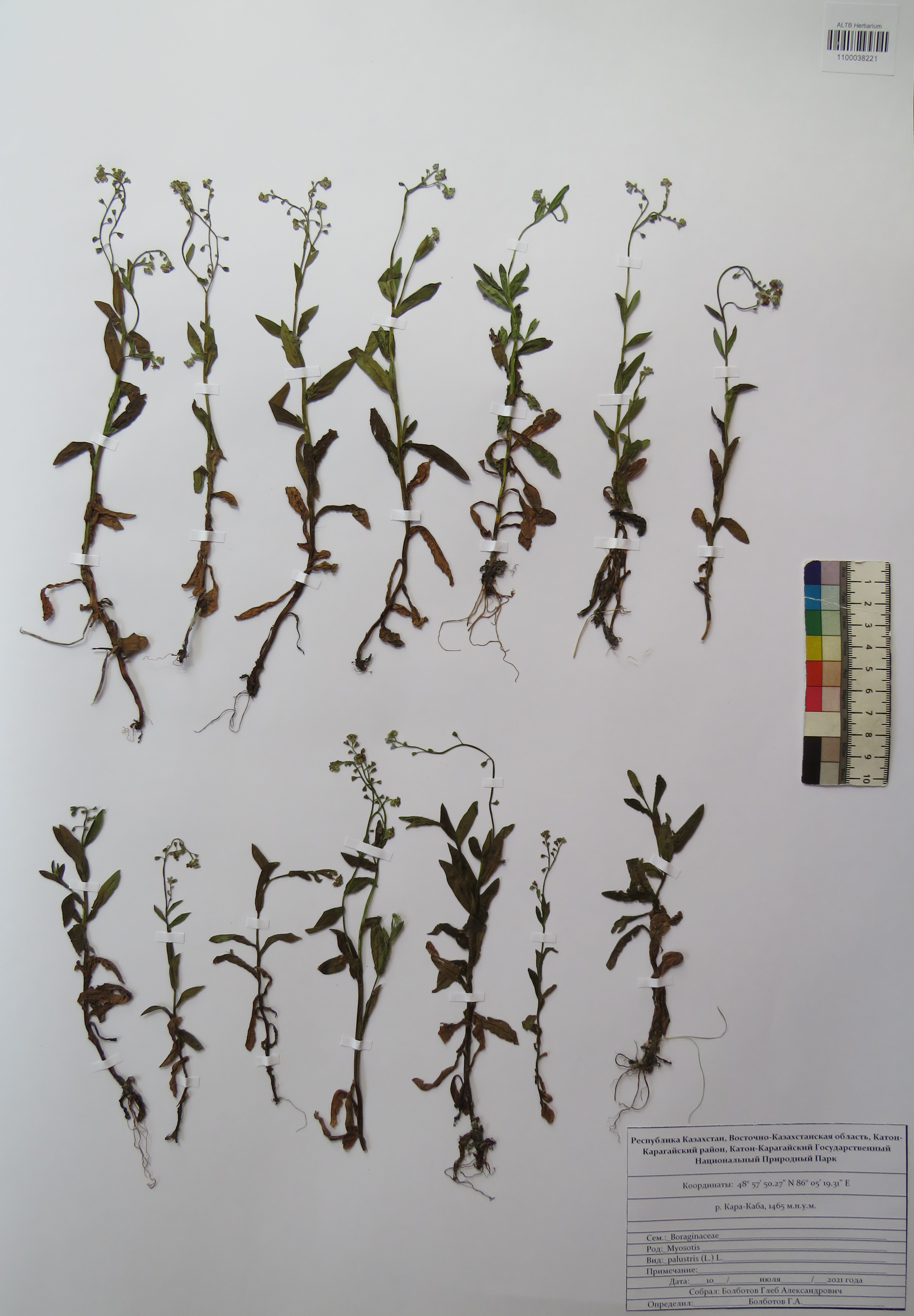 Myosotis palustris (L.) Lam.